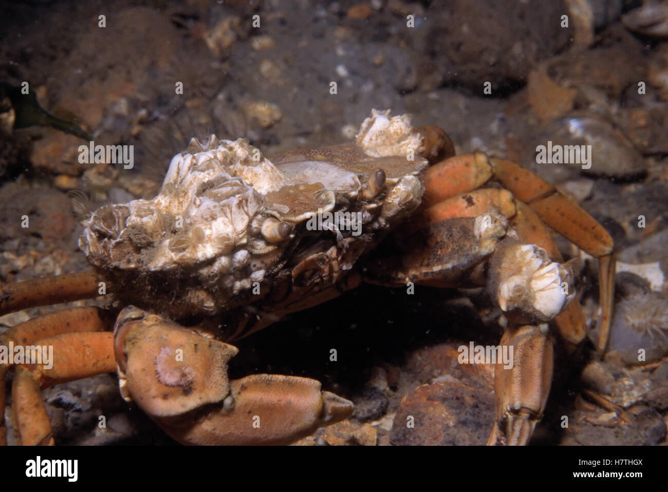 Common Shore Crab (Carcinus maenas) with barnacles growing on its shell ...