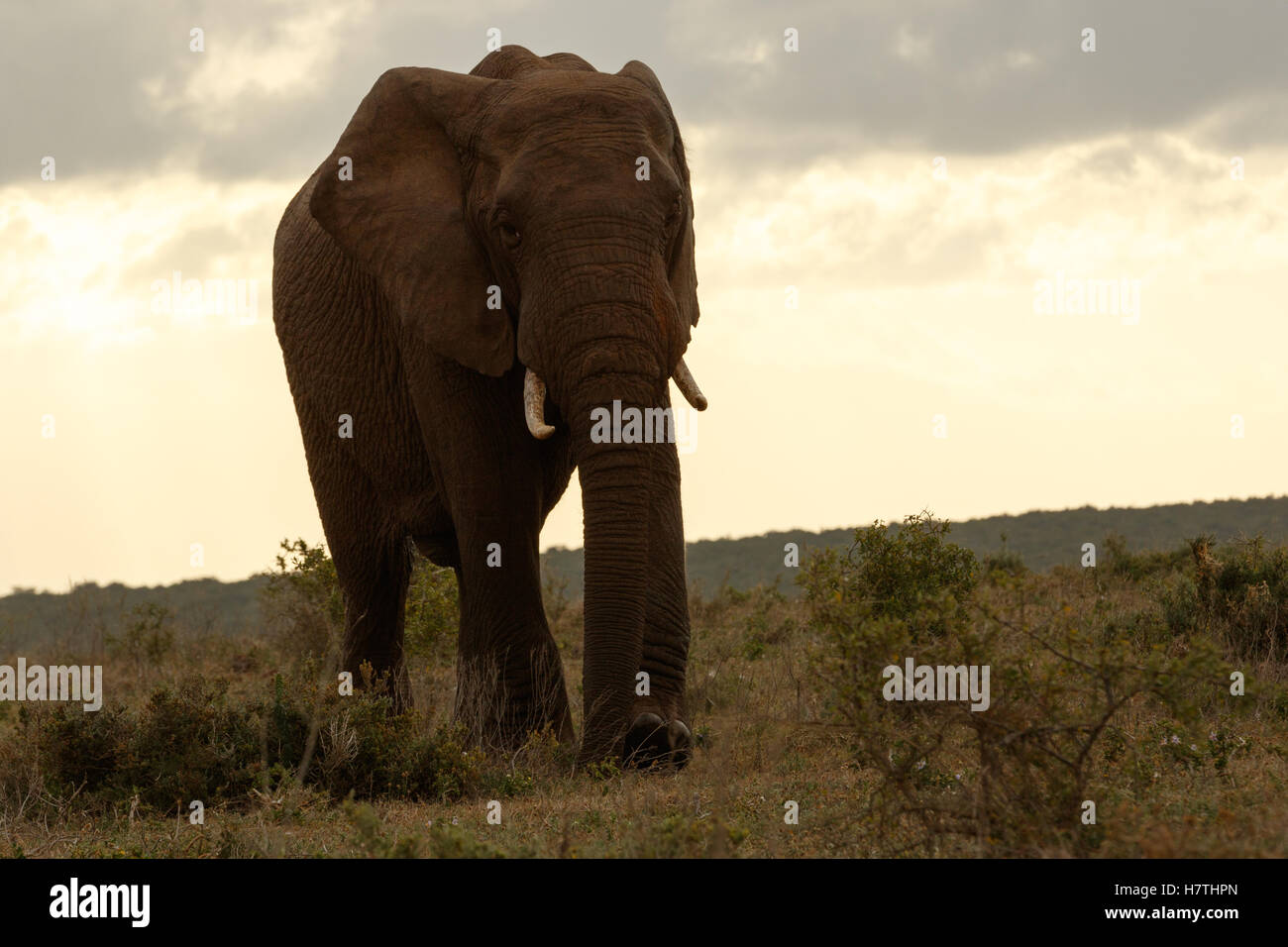 Bush Elephant walking slowly away from the clouds. Stock Photo