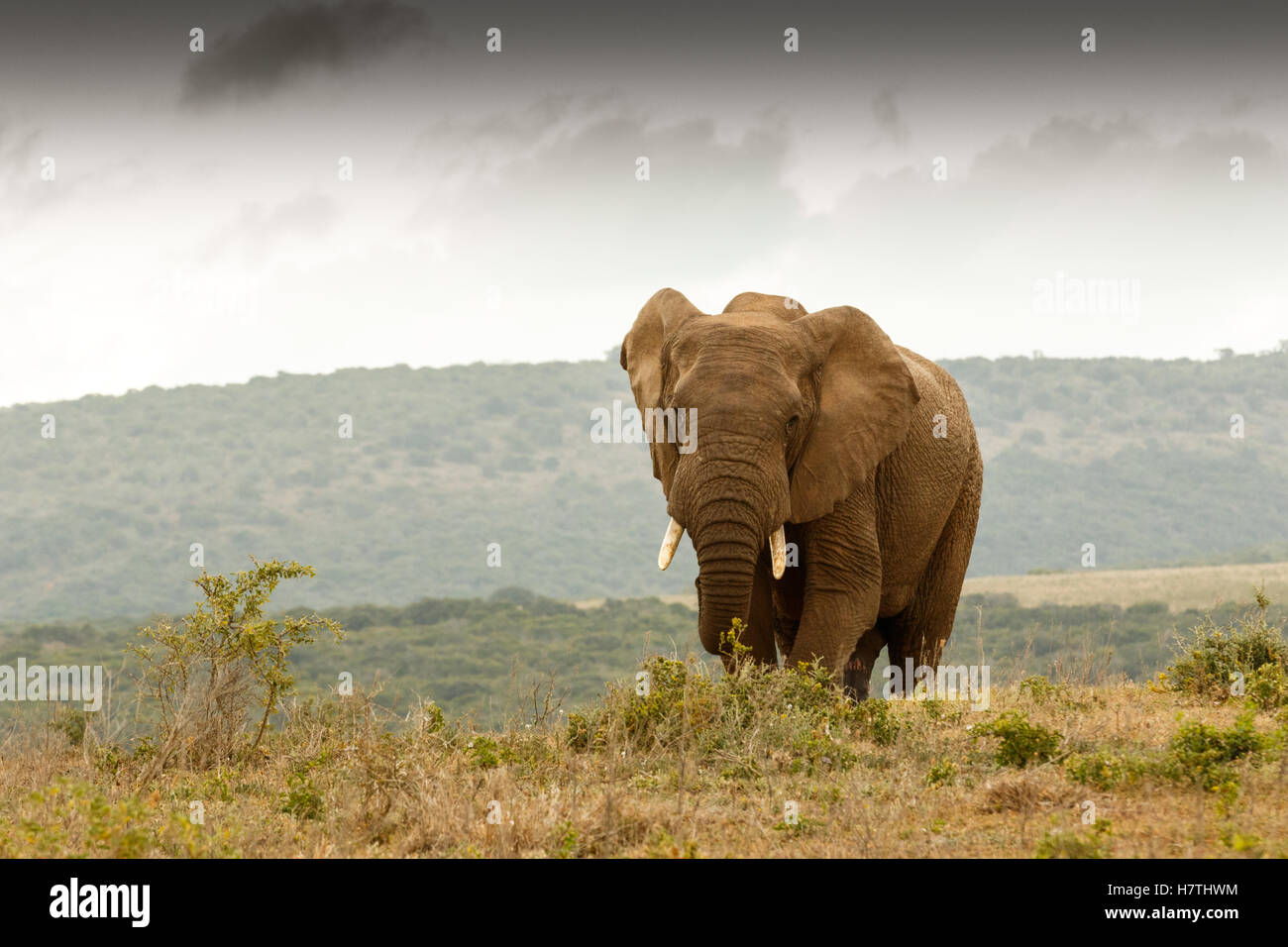 Bush Elephant walking up the hill away from the stormy clouds. Stock Photo