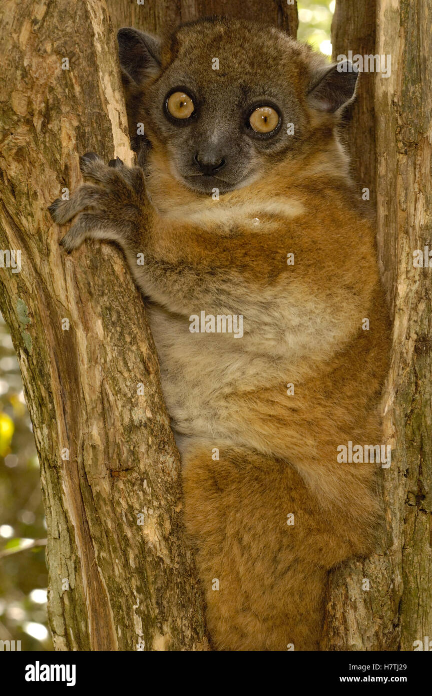 Redtailed Sportive Lemur (Lepilemur ruficaudatus) in tree trunk