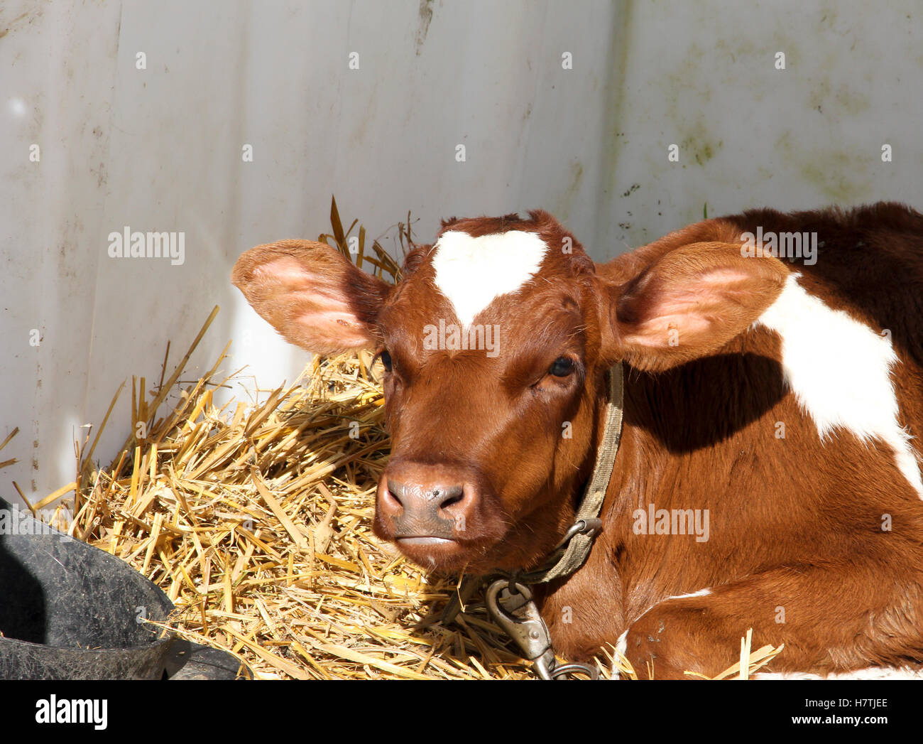 Veal calf hires stock photography and images Alamy