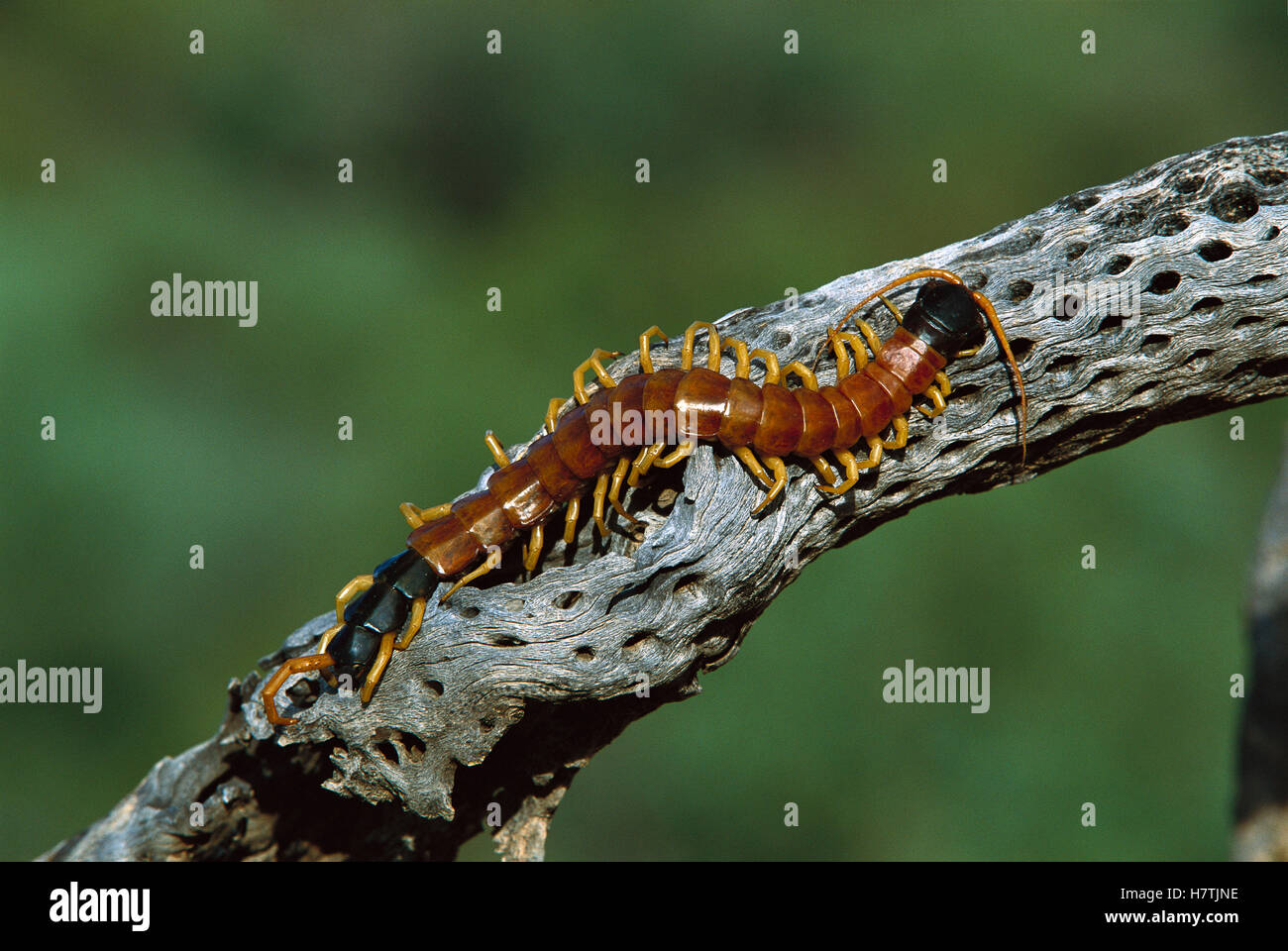 Giant Desert Centipede (Scolopendra heros) on dead Cholla cactus, Green