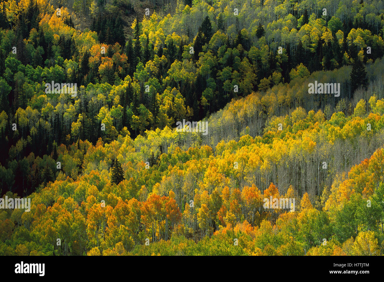 Quaking Aspen (Populus tremuloides) trees, in fall color, Grand
