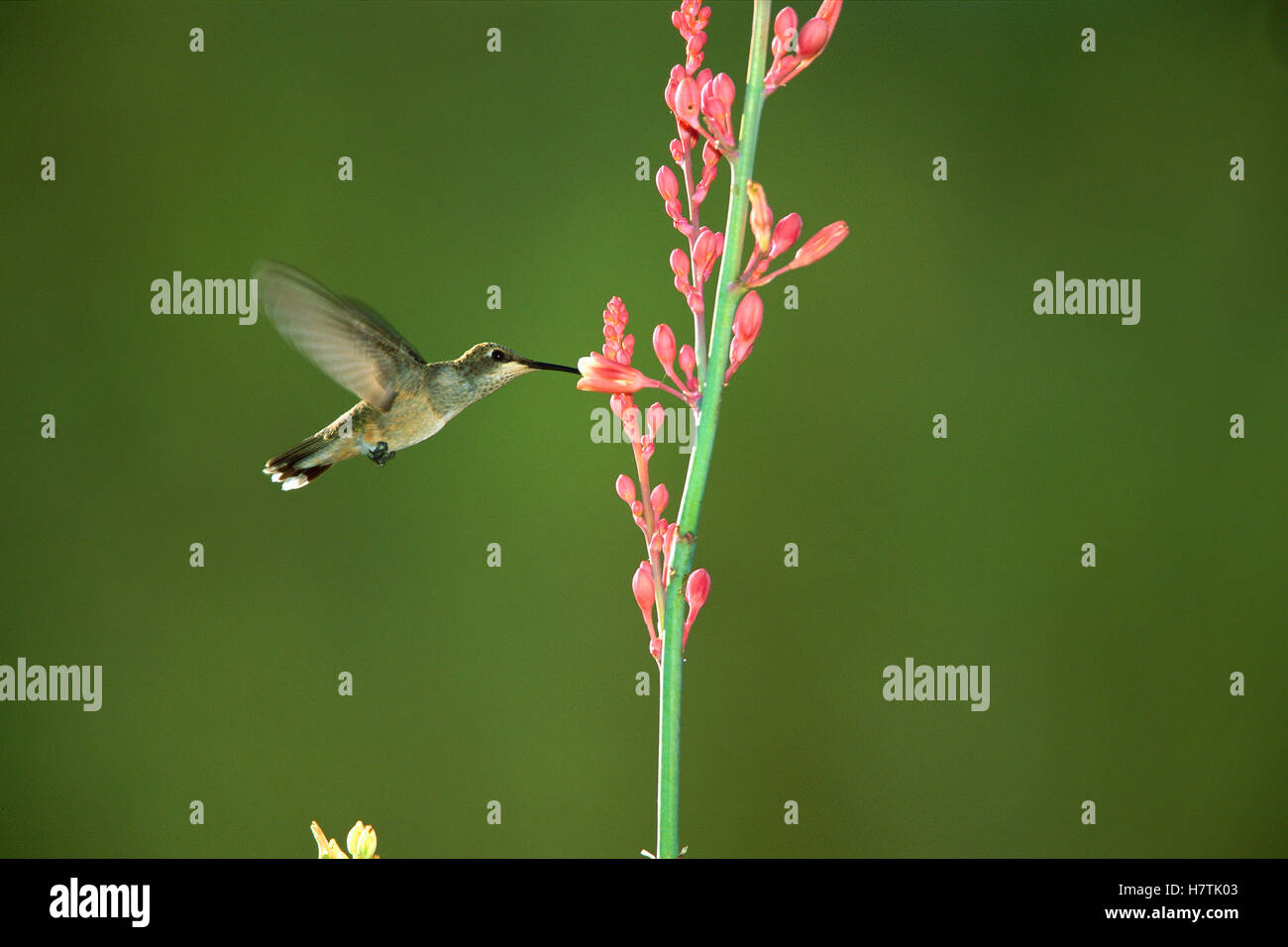 Blackchinned Hummingbird (Archilochus alexandri) female feeding at
