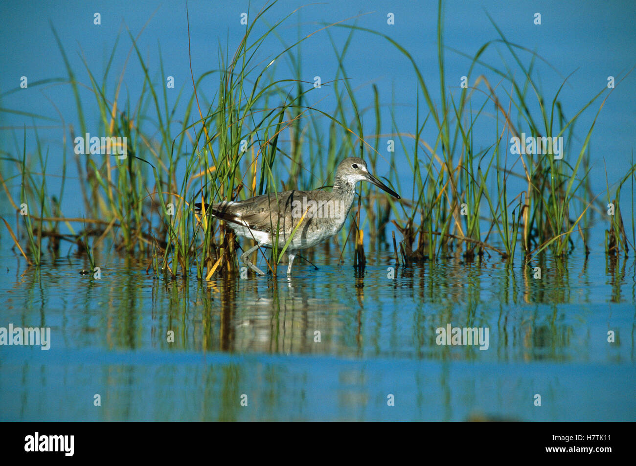 Willet (Tringa semipalmata) wading amid reeds in wetland, South Padre ...