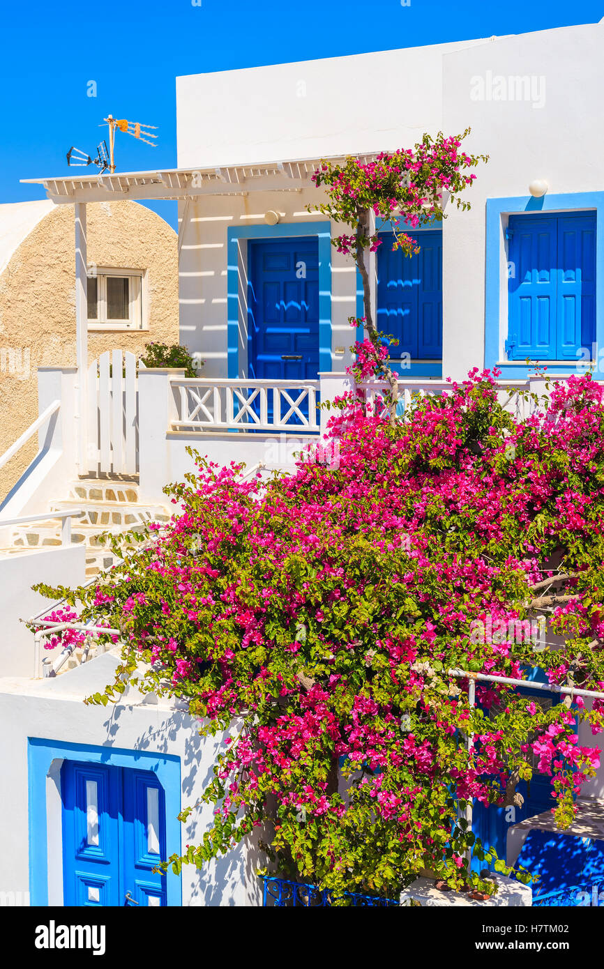 Typical white and blue Greek house decorated with red flowers in Oia village on Santorini island, Greece Stock Photo