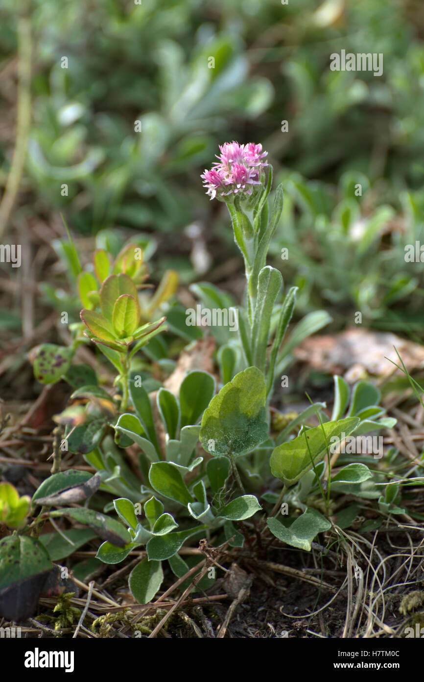 Antennaria dioica (Mountain Everlasting) with some blossoms. Stock Photo