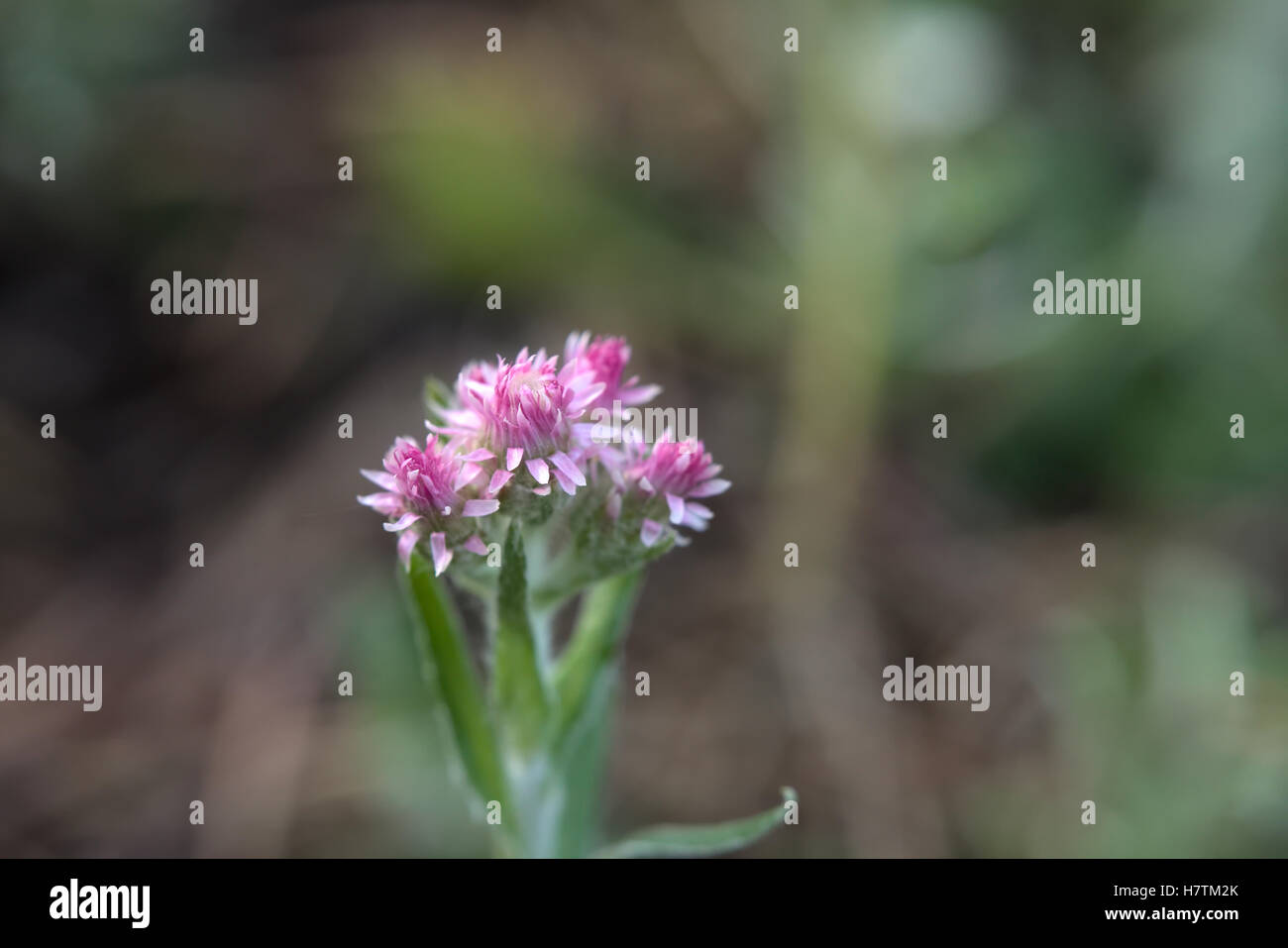 Cats foot antennaria dioica hi-res stock photography and images - Alamy