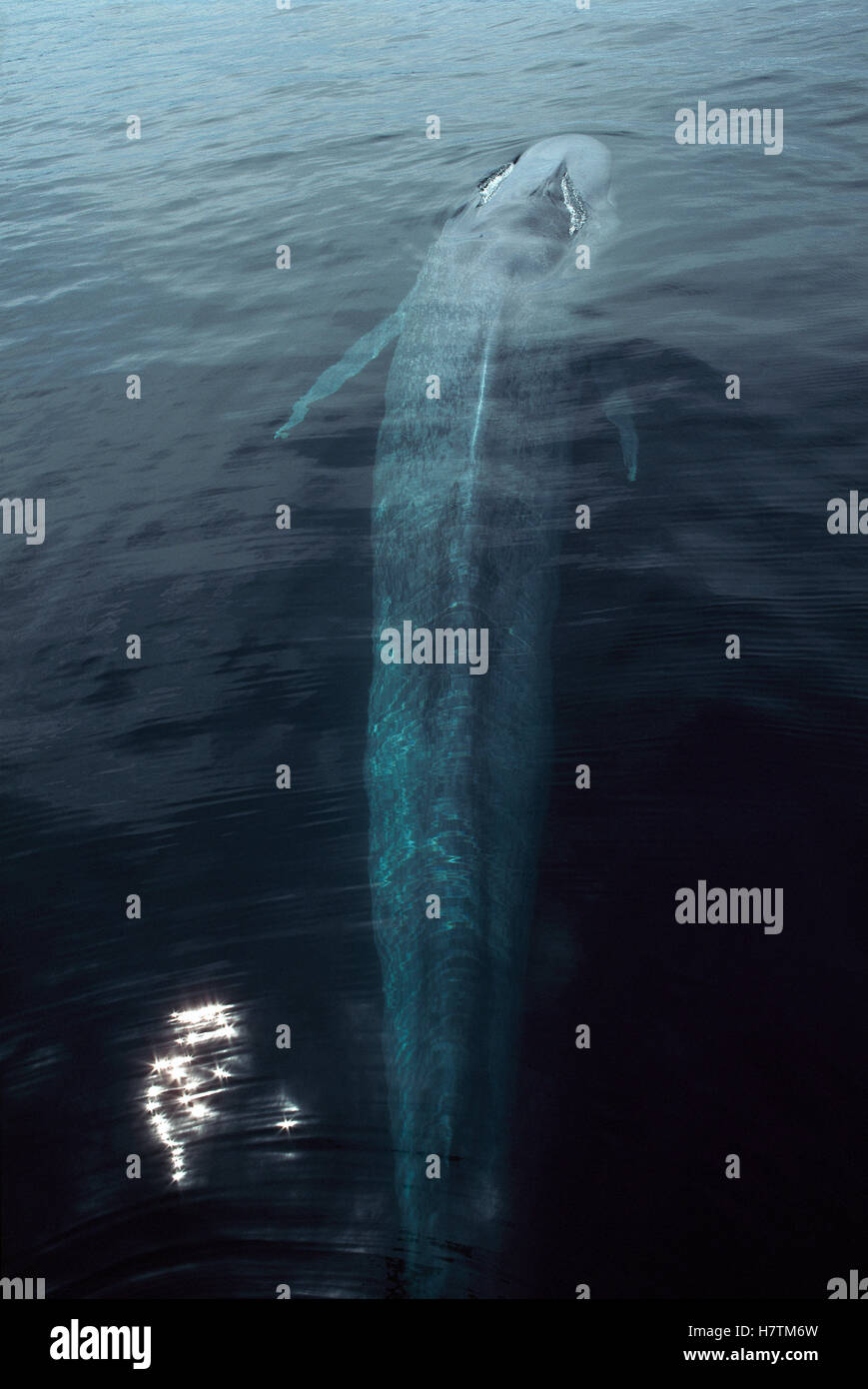 Blue Whale (Balaenoptera musculus) surfacing to breath, largest animal ...