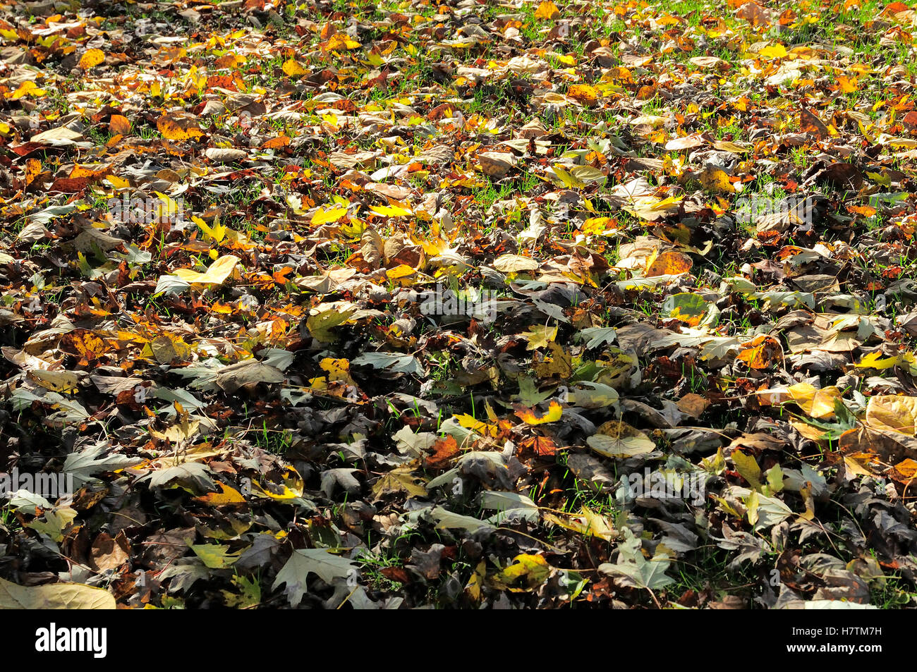 Lawn leaves in need of raking Stock Photo