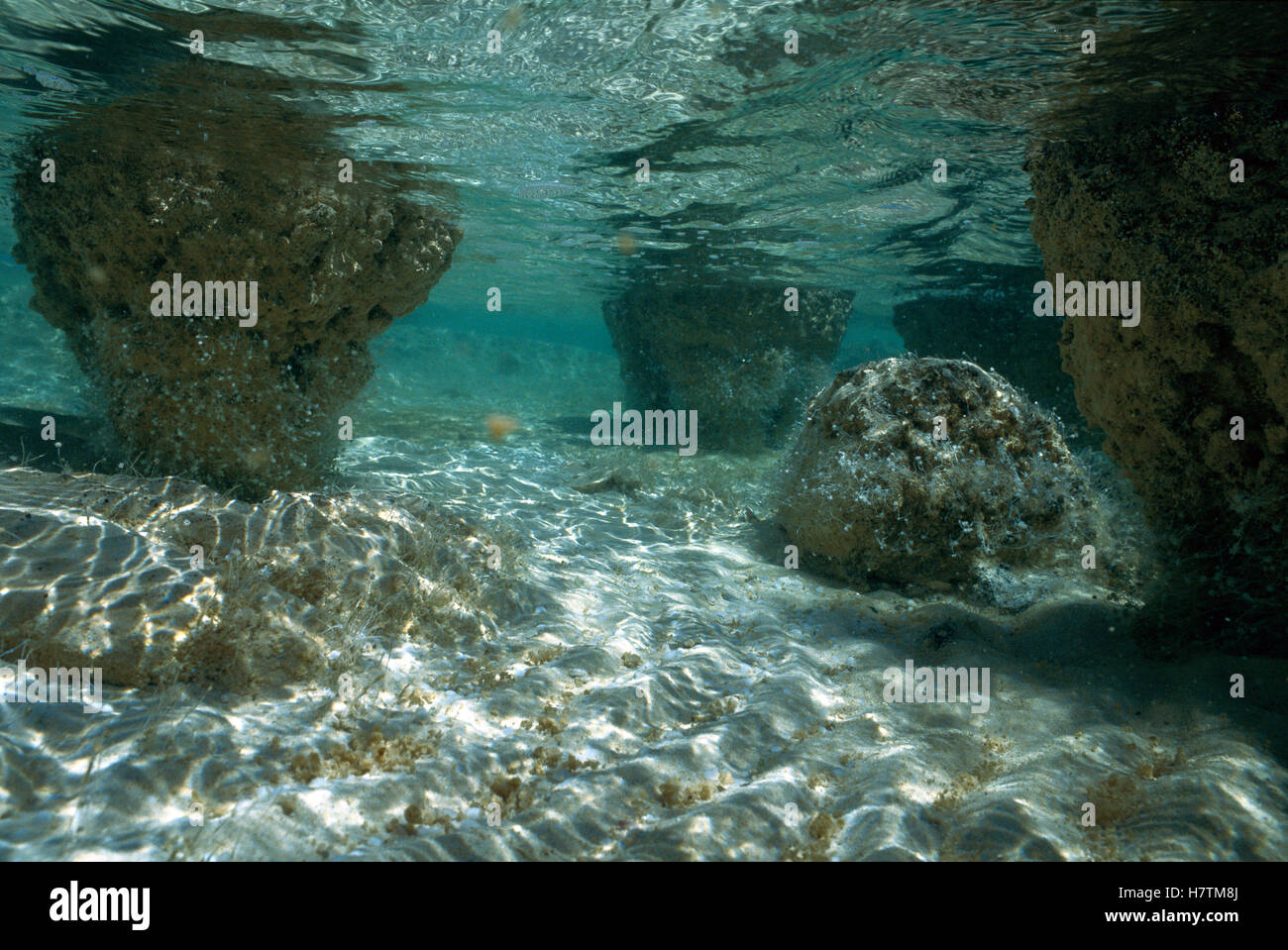 Stromatolites the oldest life form that still exists today hamelin