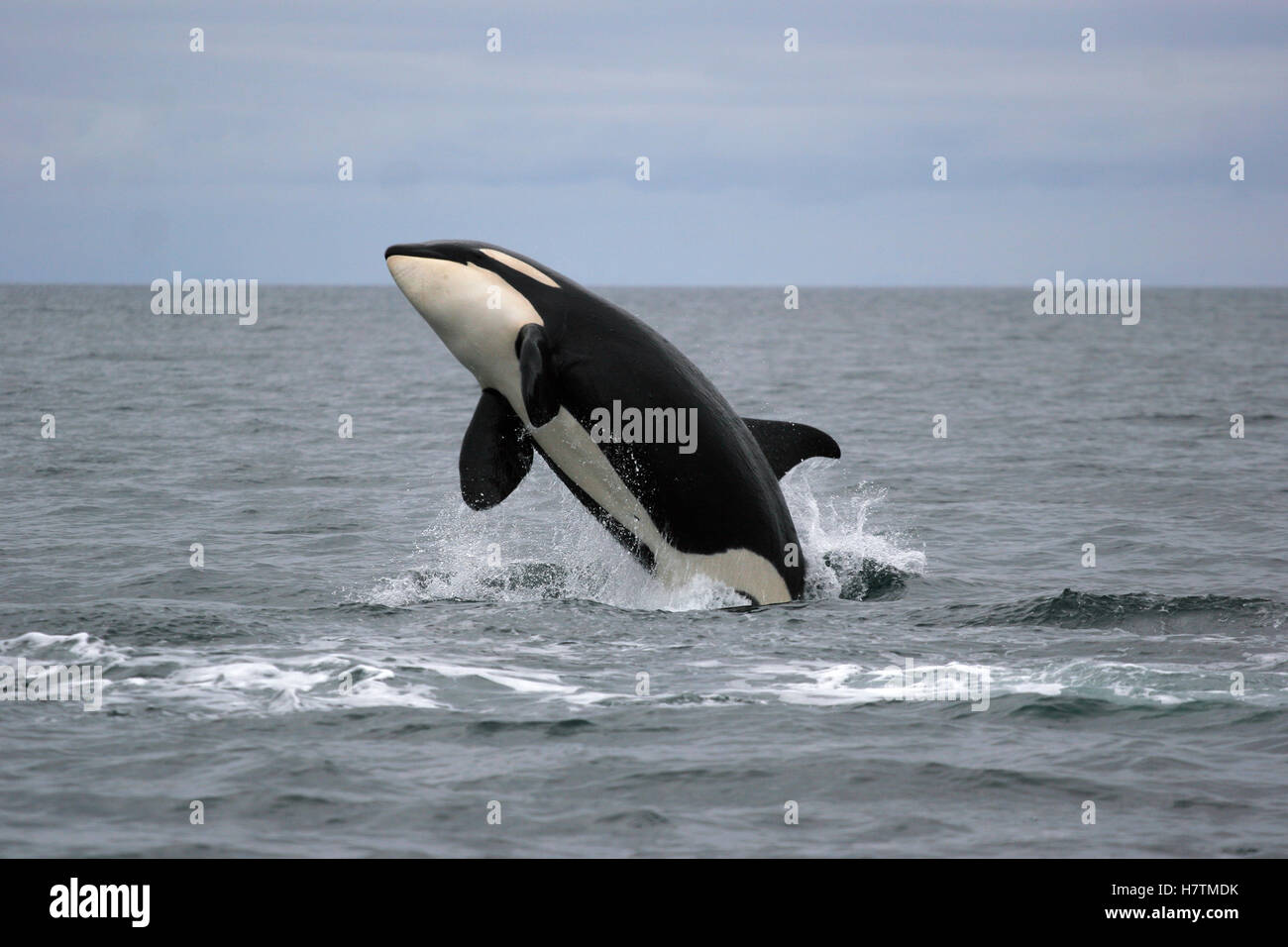 Orca (Orcinus orca) breaching, Prince William Sound, Alaska Stock Photo ...