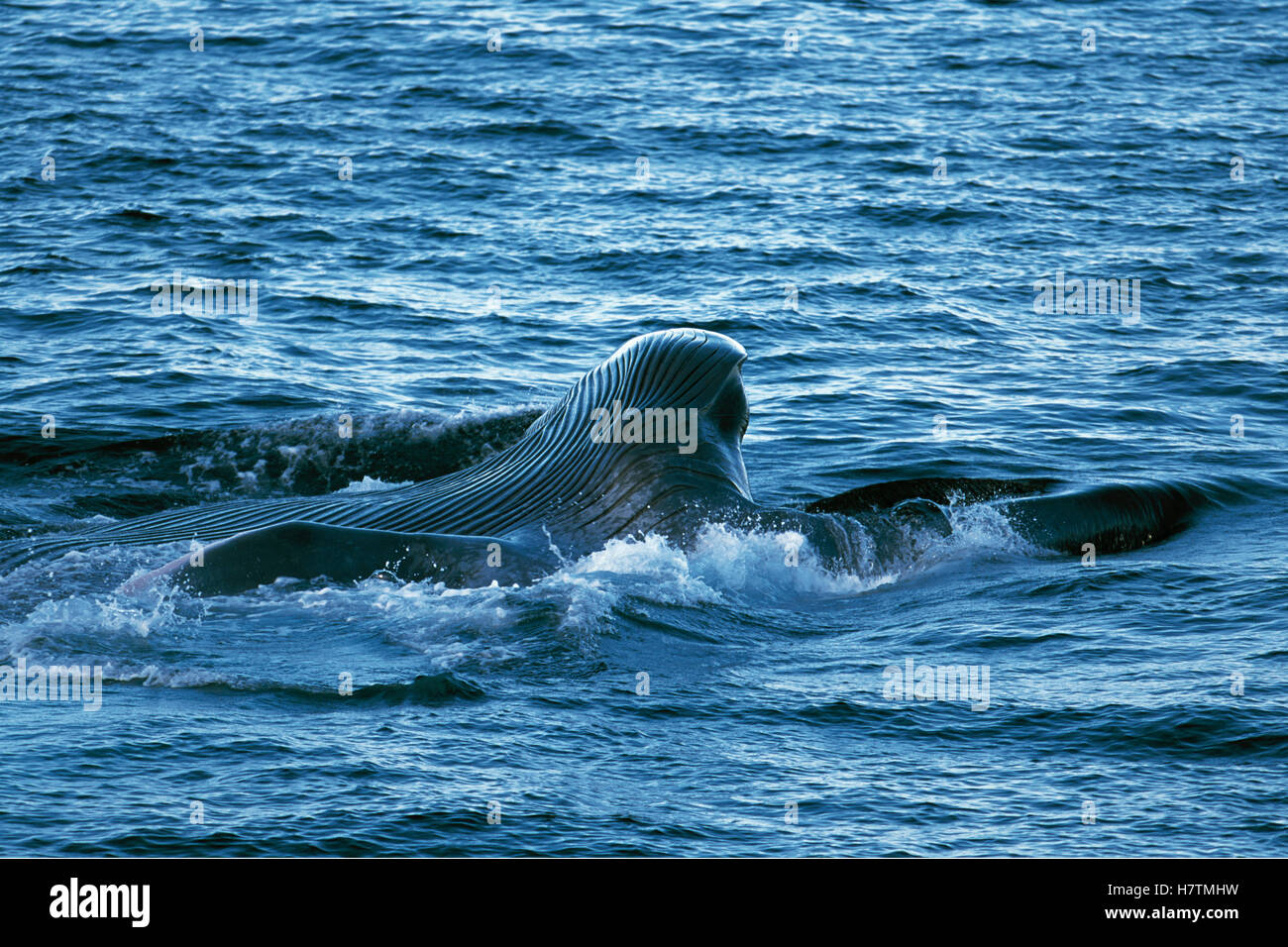 Blue Whale (Balaenoptera musculus) filter feeding, extended gular pouch