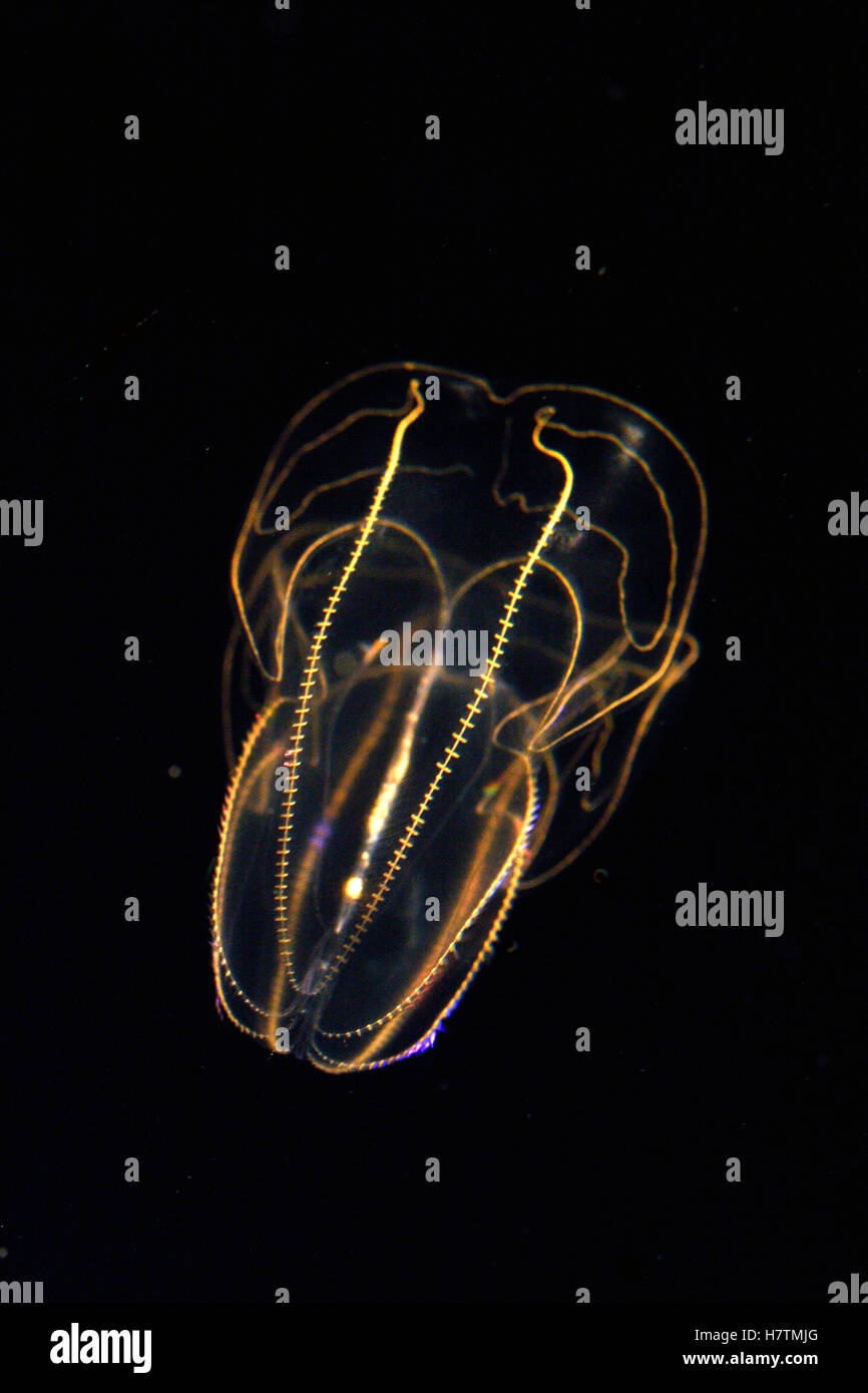 Comb Jelly (Bolinopsis mikado) exhibiting bioluminescence, aquarium