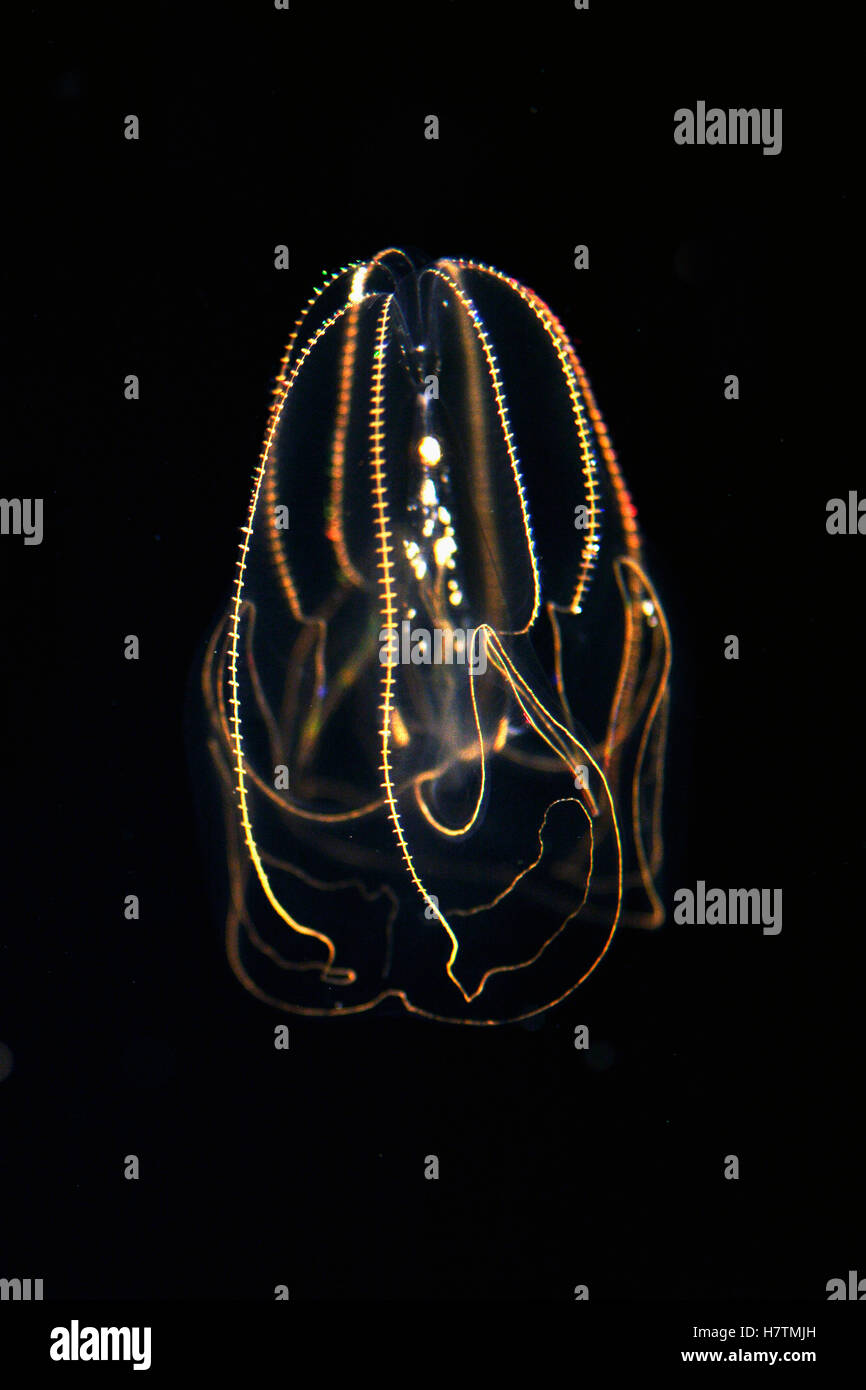 Comb Jelly (Bolinopsis mikado) exhibiting bioluminescence, aquarium