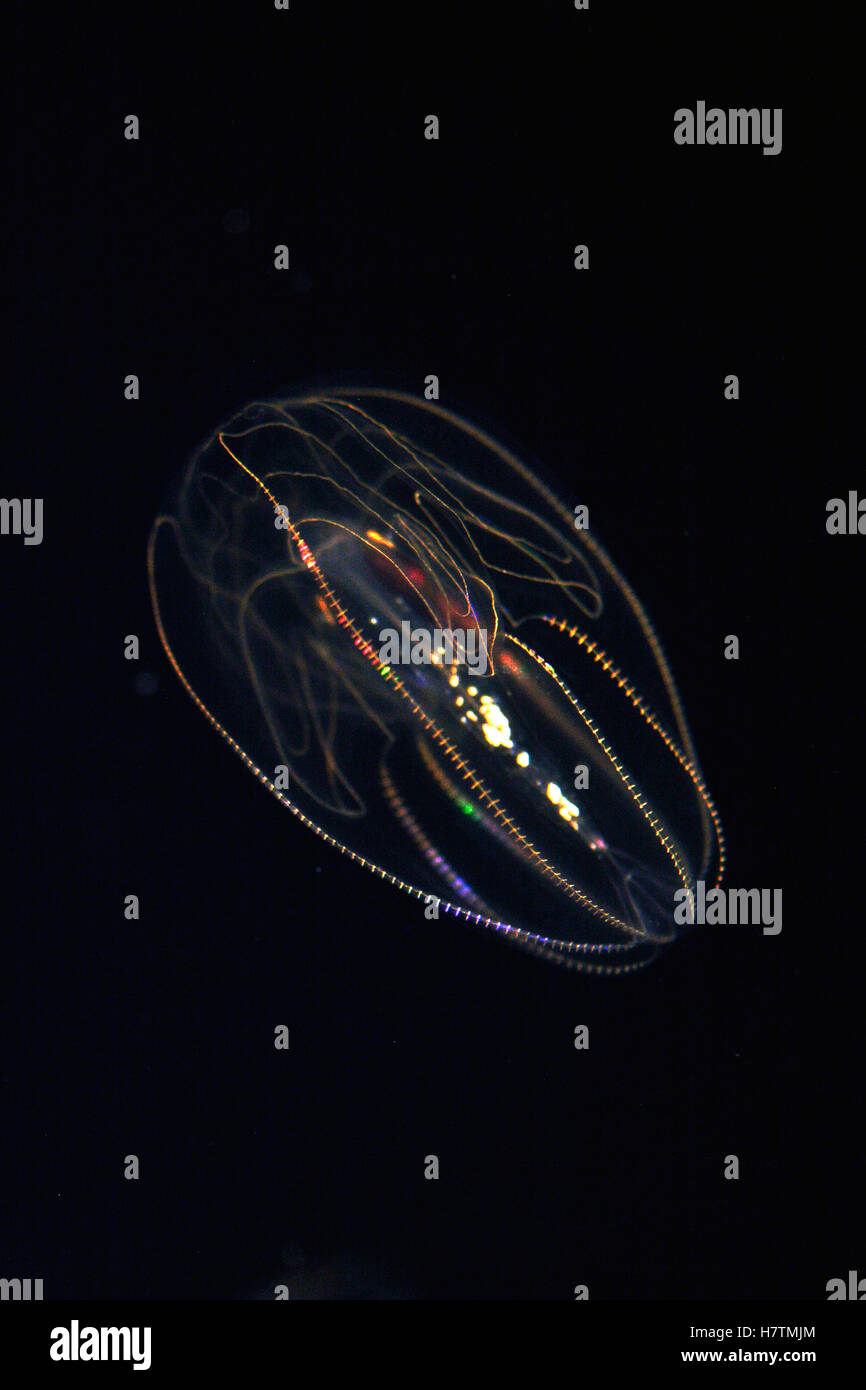 Comb Jelly (Bolinopsis mikado) exhibiting bioluminescence, aquarium