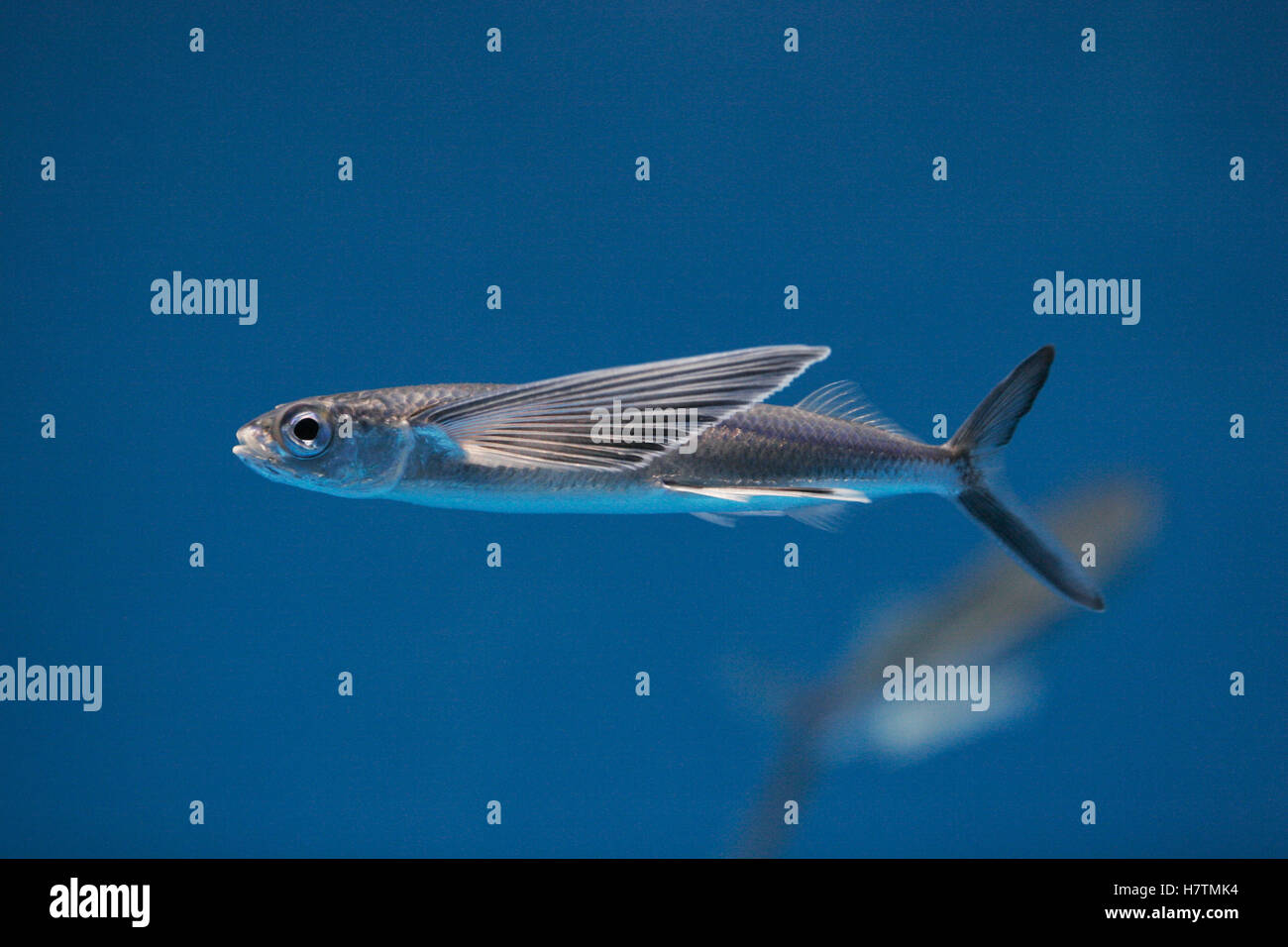 Bony Flyingfish (Hirundichthys oxycephalus) swimming, Japan Stock Photo