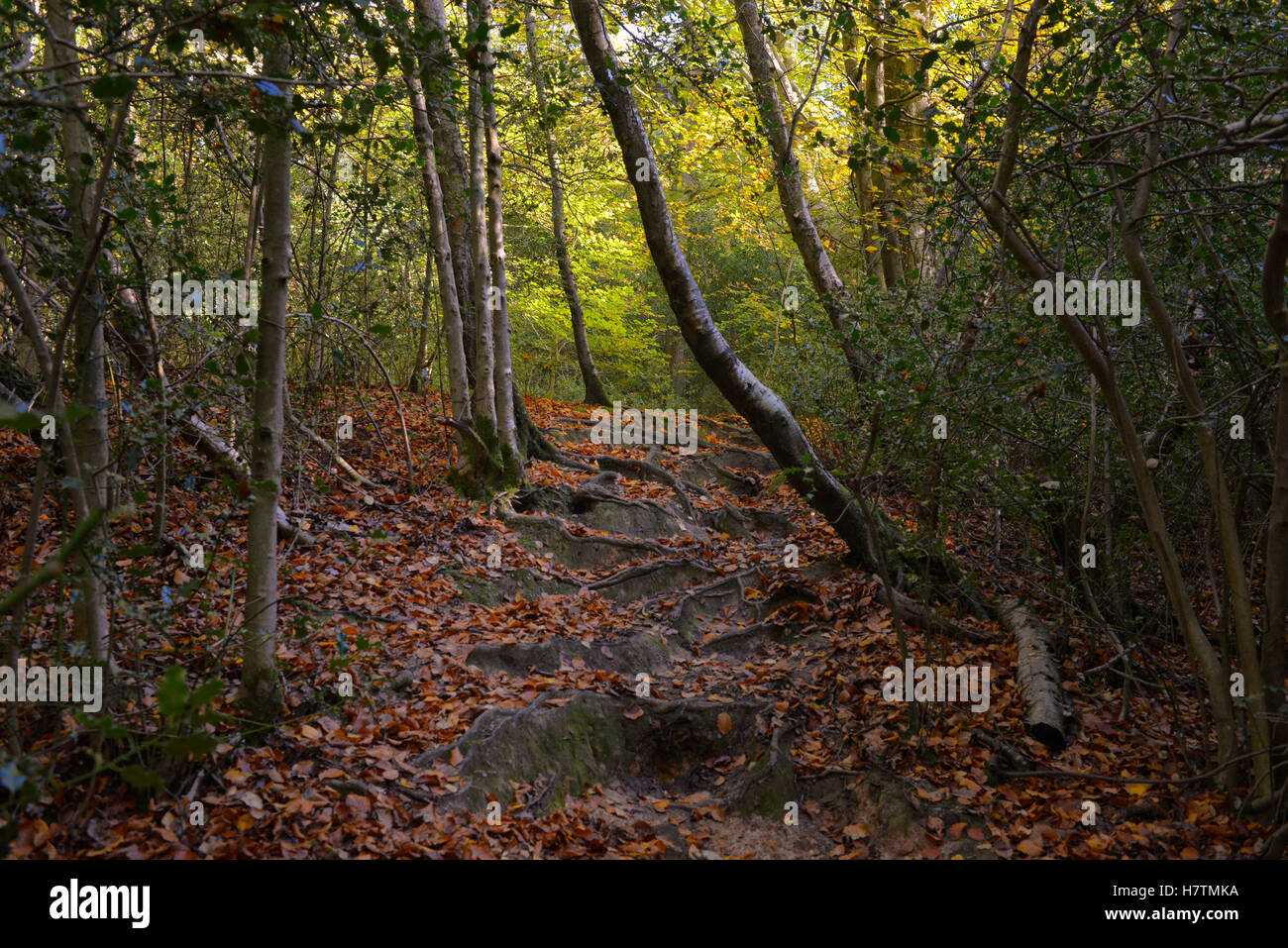 Uk autumn leaves child hi-res stock photography and images - Alamy
