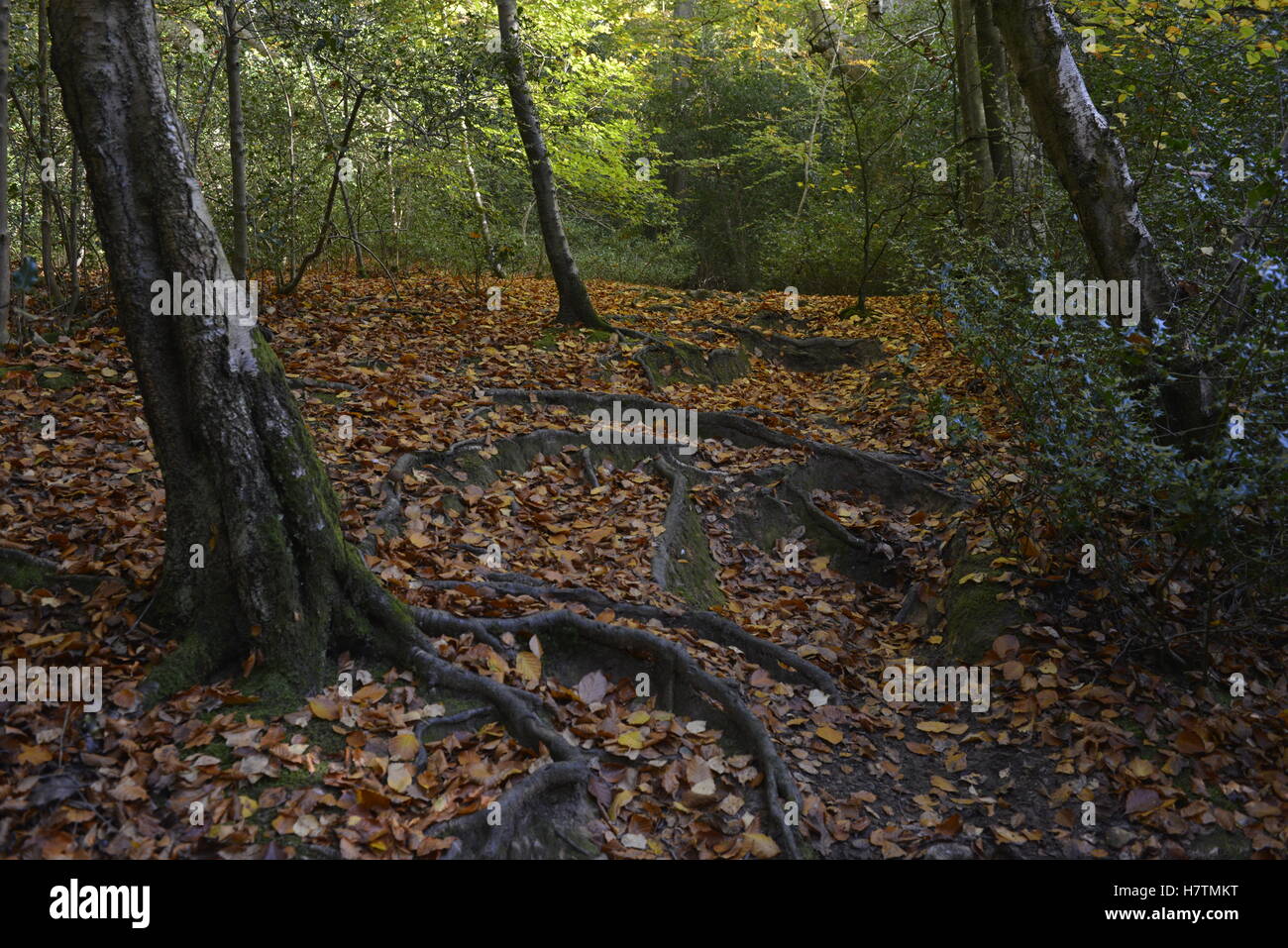 Uk autumn leaves child hi-res stock photography and images - Alamy