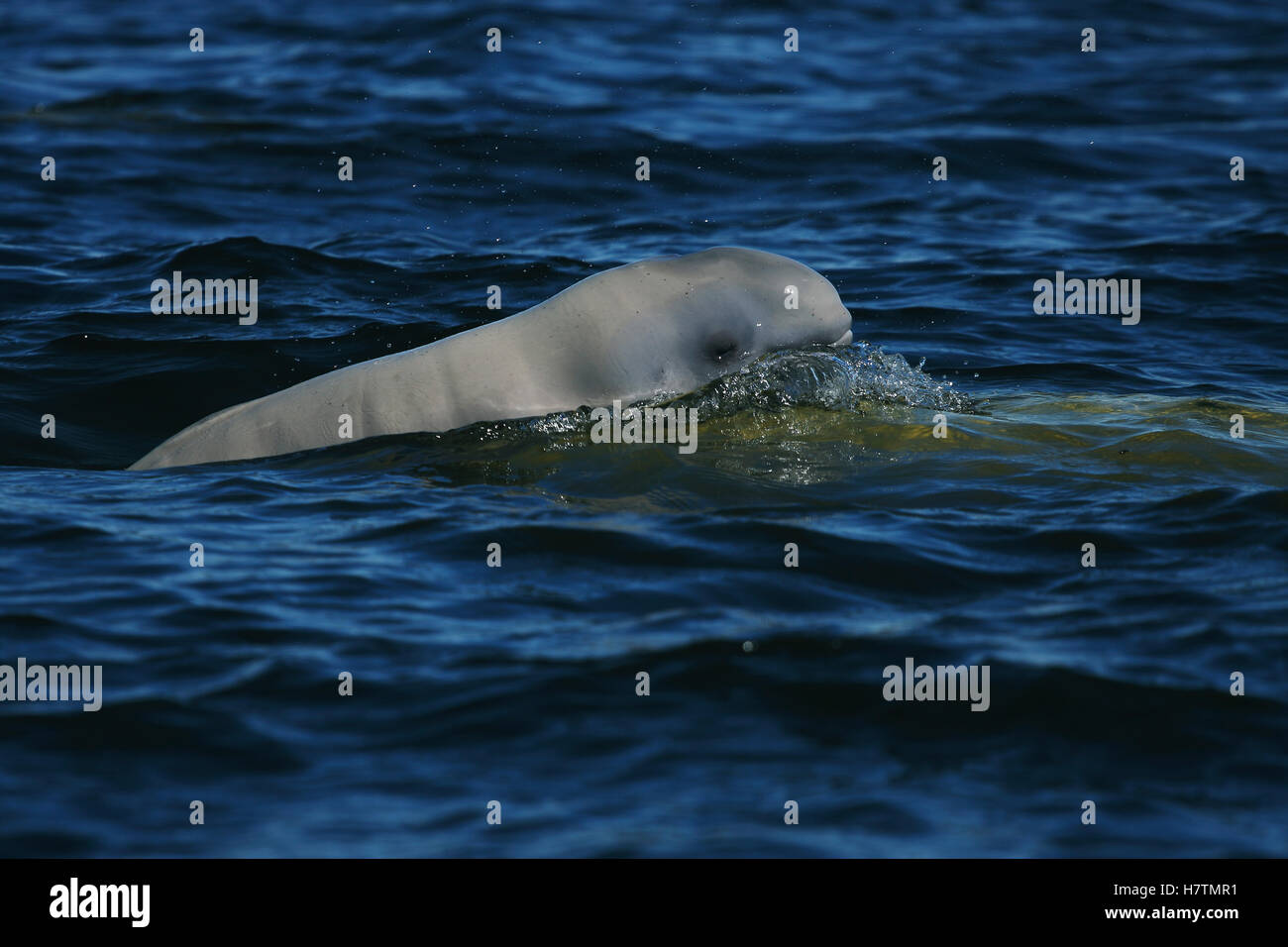 Beluga (Delphinapterus leucas) calf surfacing, Churchill, Manitoba ...