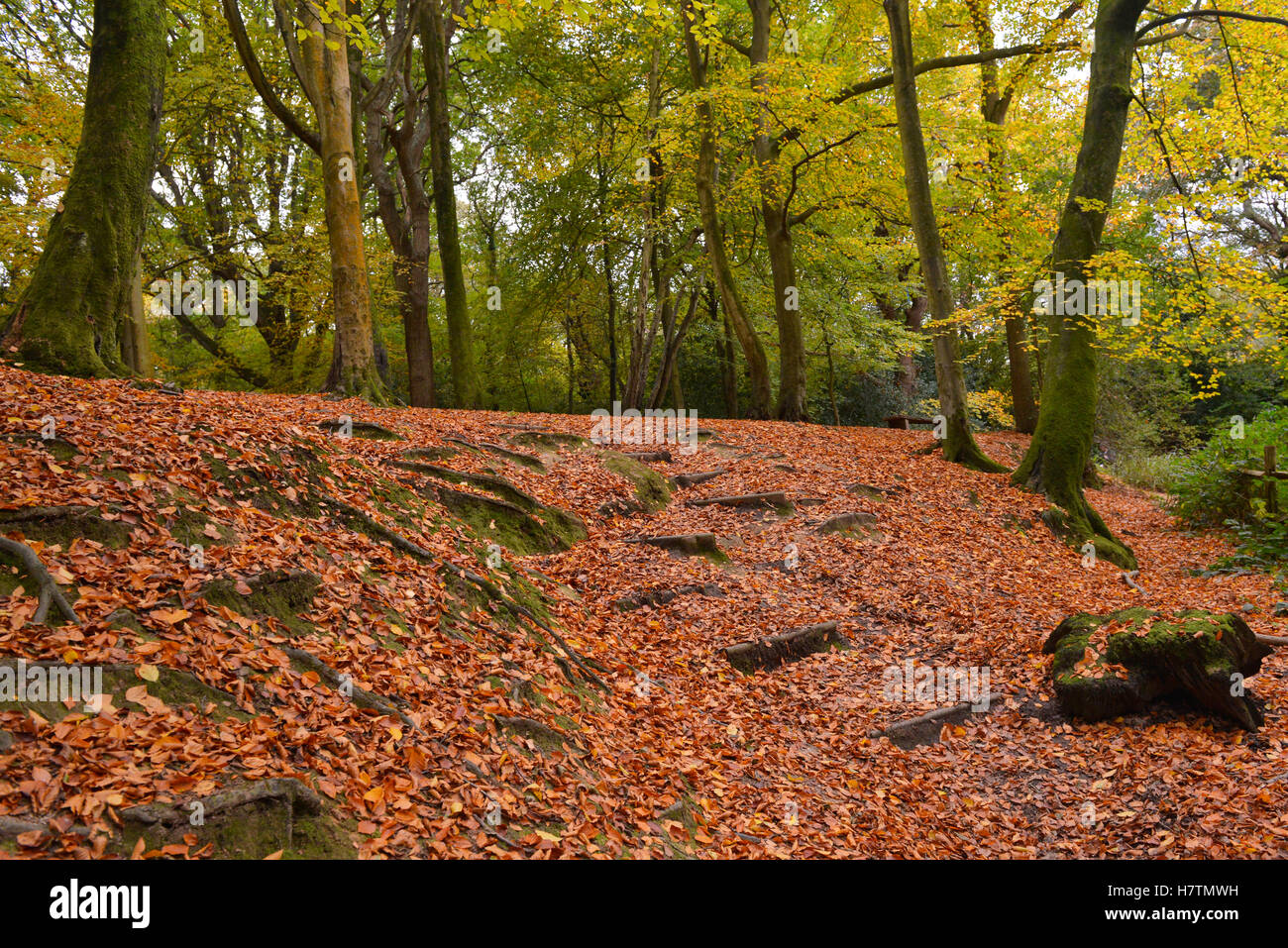Uk autumn leaves child hi-res stock photography and images - Alamy