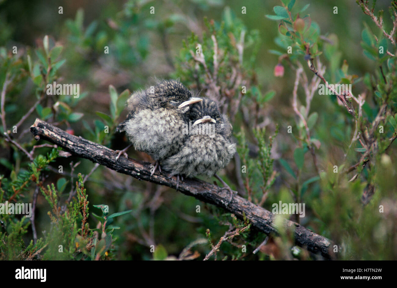 Bluethroat (Luscinia svecica) two chicks perching, Europe Stock Photo