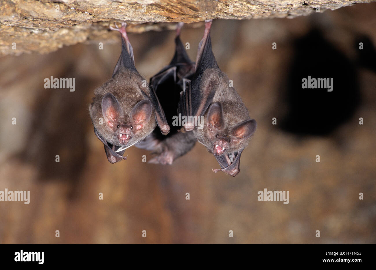 Fringelipped Bat (Trachops cirrhosus) two hanging upsidedown in a