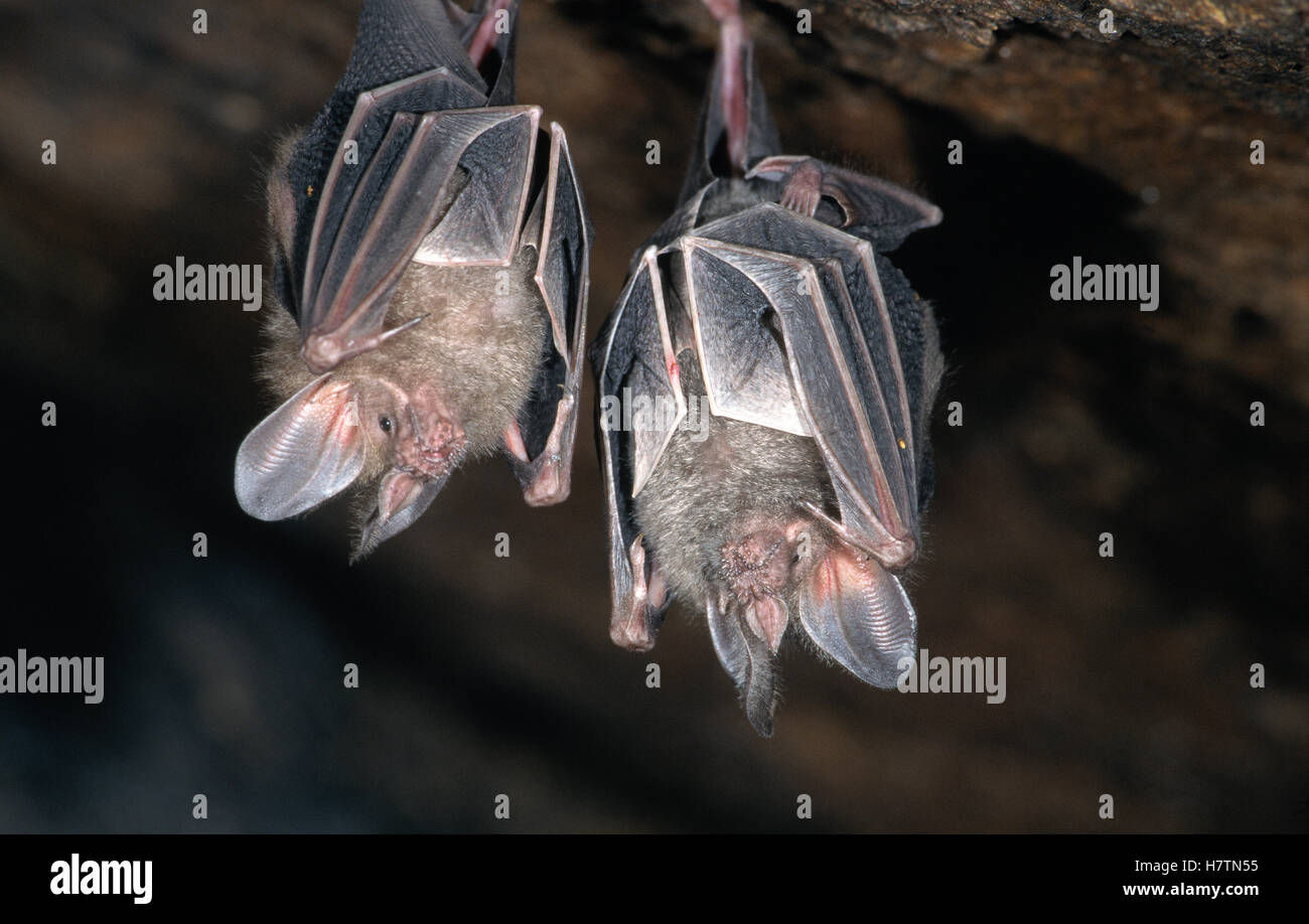Fringelipped Bat (Trachops cirrhosus) two hanging upsidedown in a