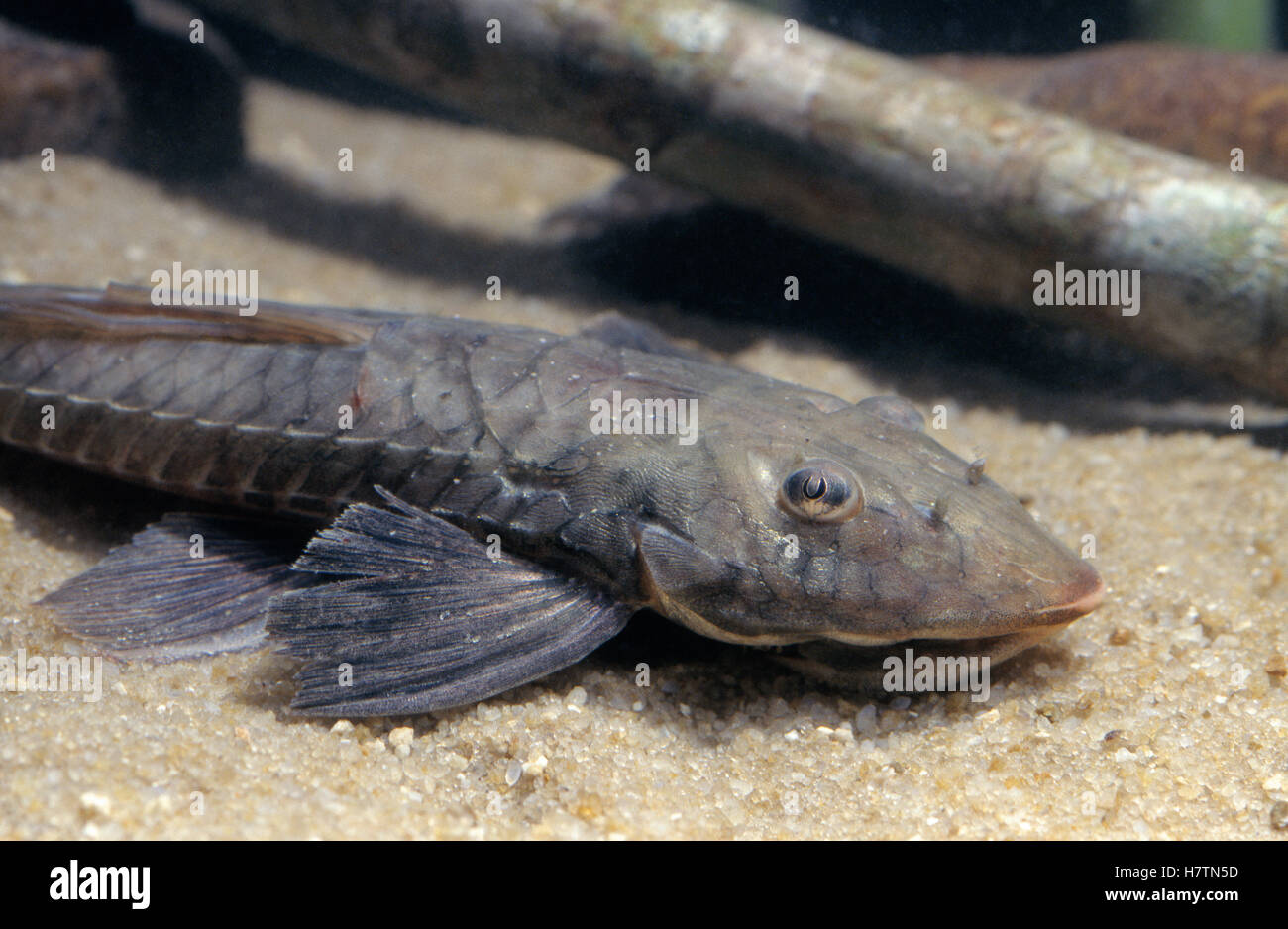 Armored Catfish (Loricariidae) on river bottom, Guyana Stock Photo Alamy