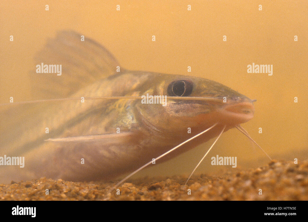 Catfish on murky river bottom, Guyana Stock Photo Alamy