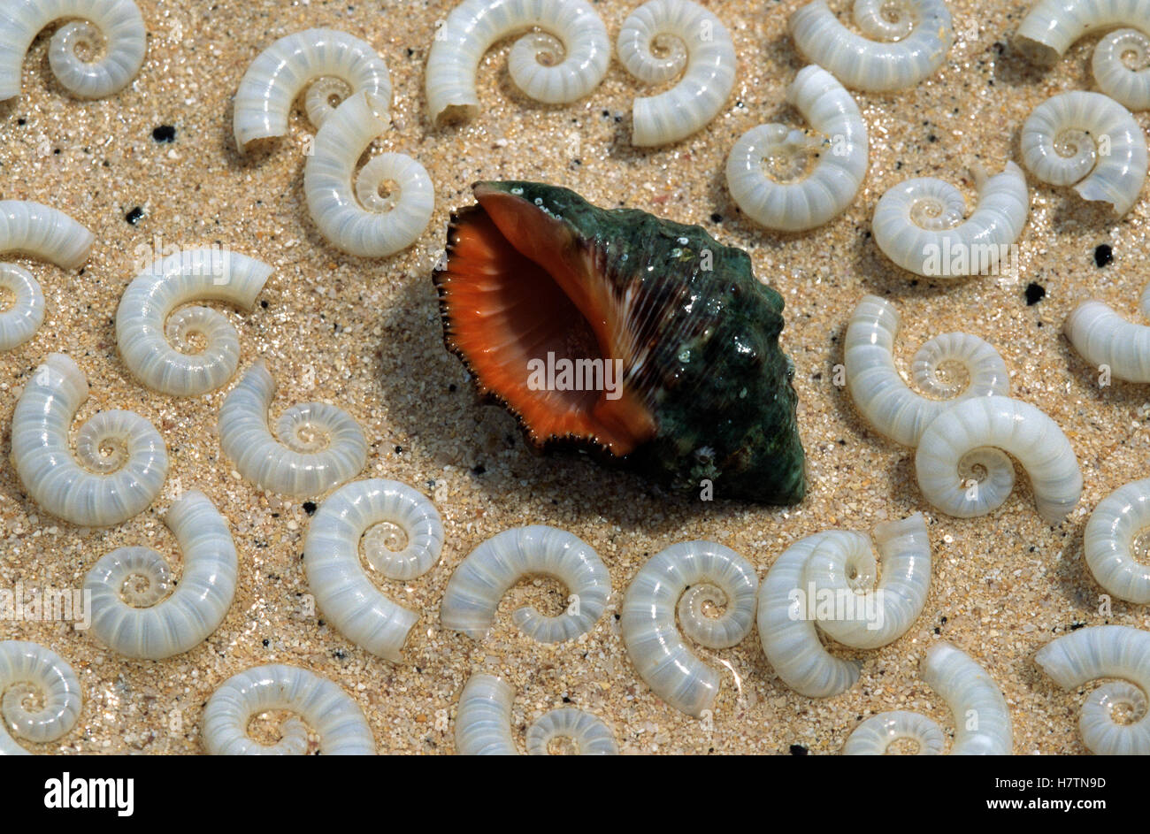 Sea Snail, shells of several species on beach Stock Photo Alamy