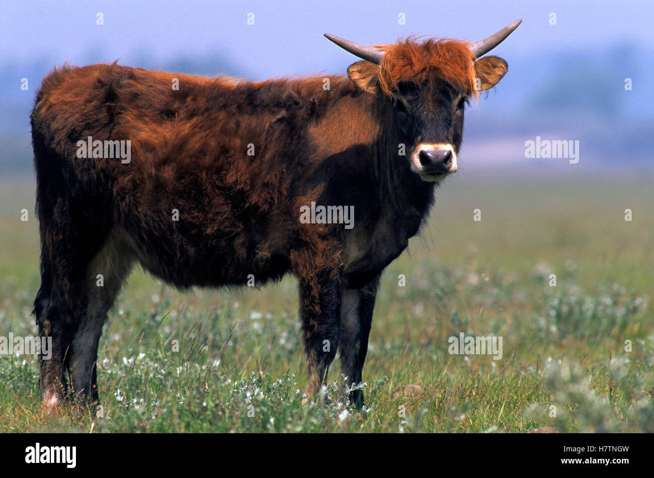Domestic Cattle (Bos taurus), Europe Stock Photo - Alamy