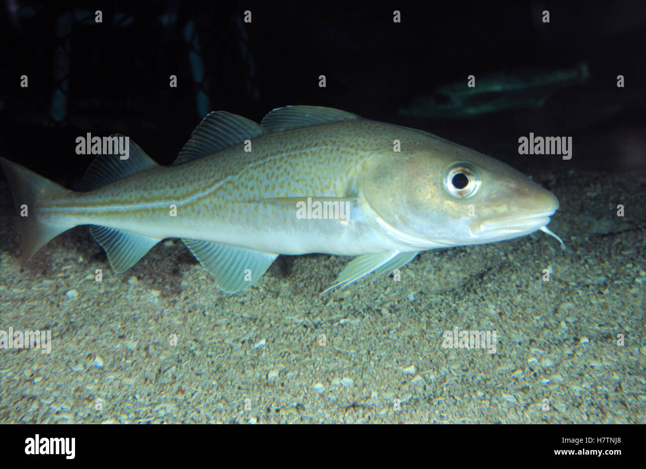 Cod Side View Atlantic Cod (Gadus morhua) portrait, side view, underwater, Europe ...