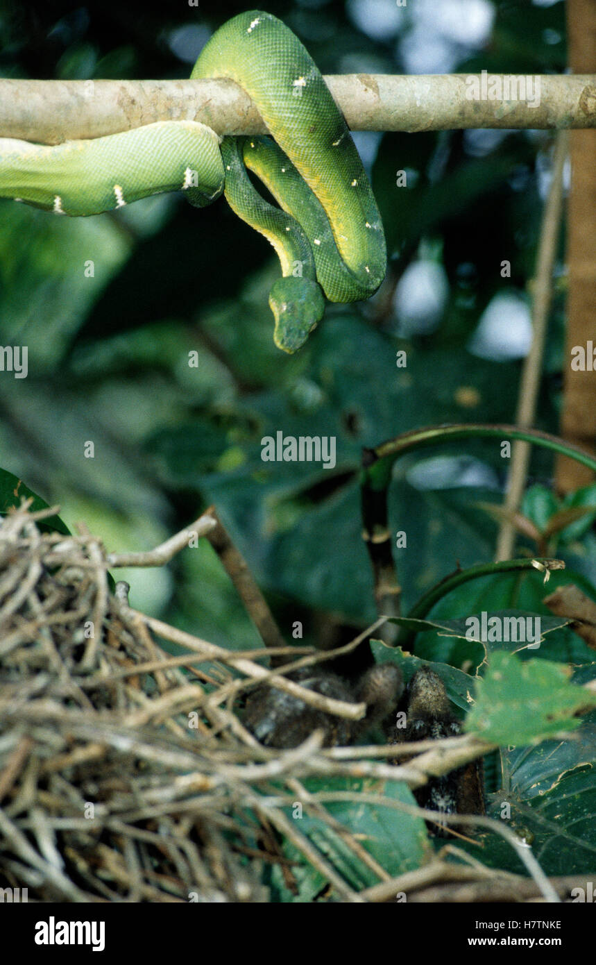 Hoatzin (Opisthocomus hoazin) nest with chicks approached by Green Tree Python (Morelia viridis), Guyana Stock Photo