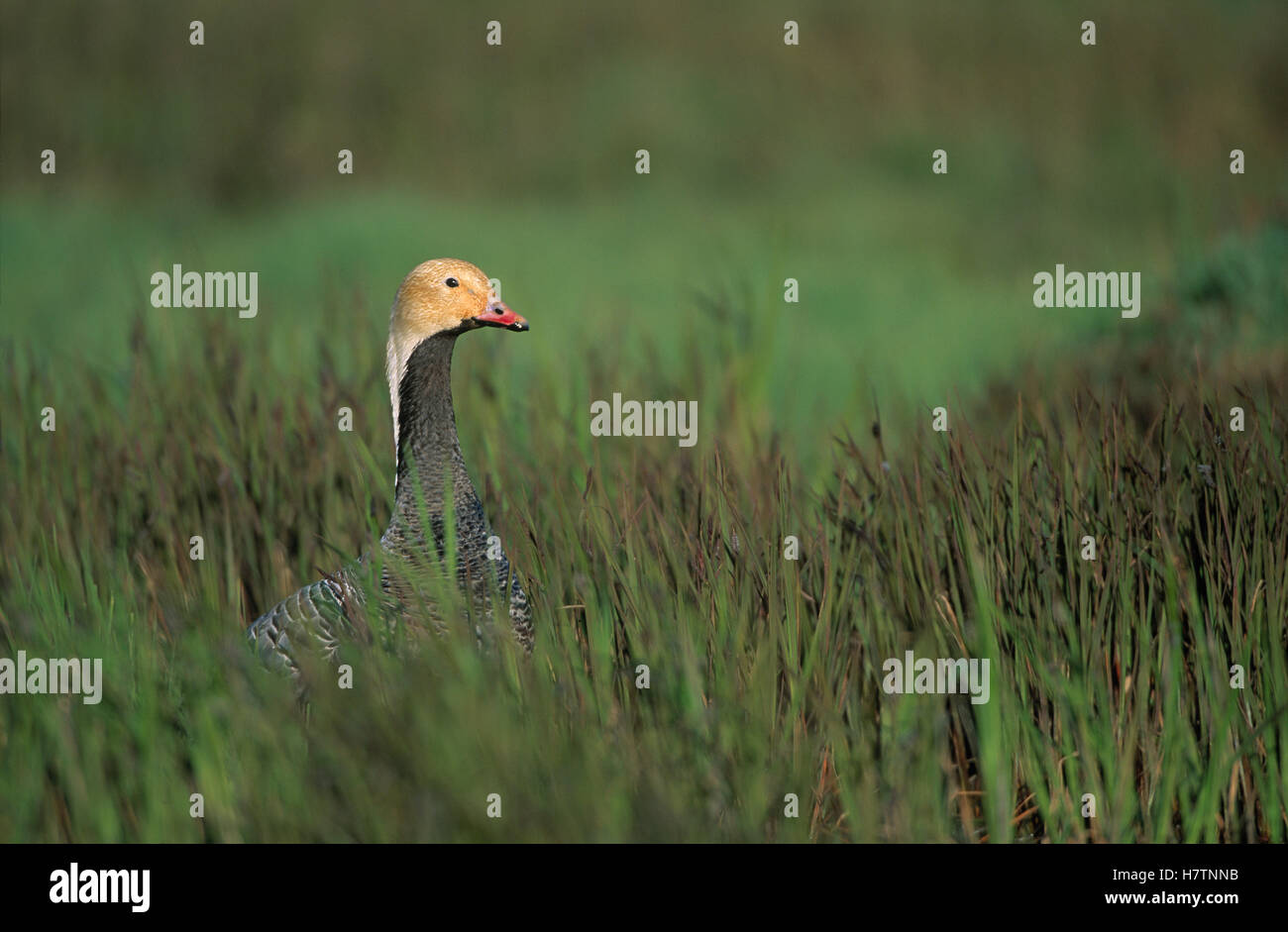 Emperor Goose (Anser canagicus) in tall grass, Siberia Stock Photo Alamy