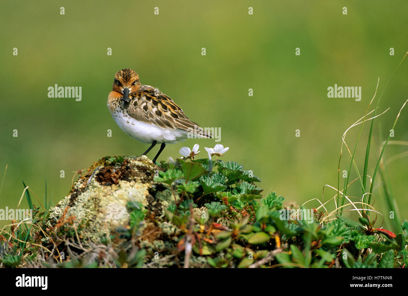 Pygmeus Spoon-billed Sandpiper (Eurynorhynchus pygmeus) portrait, Siberia Stock ...