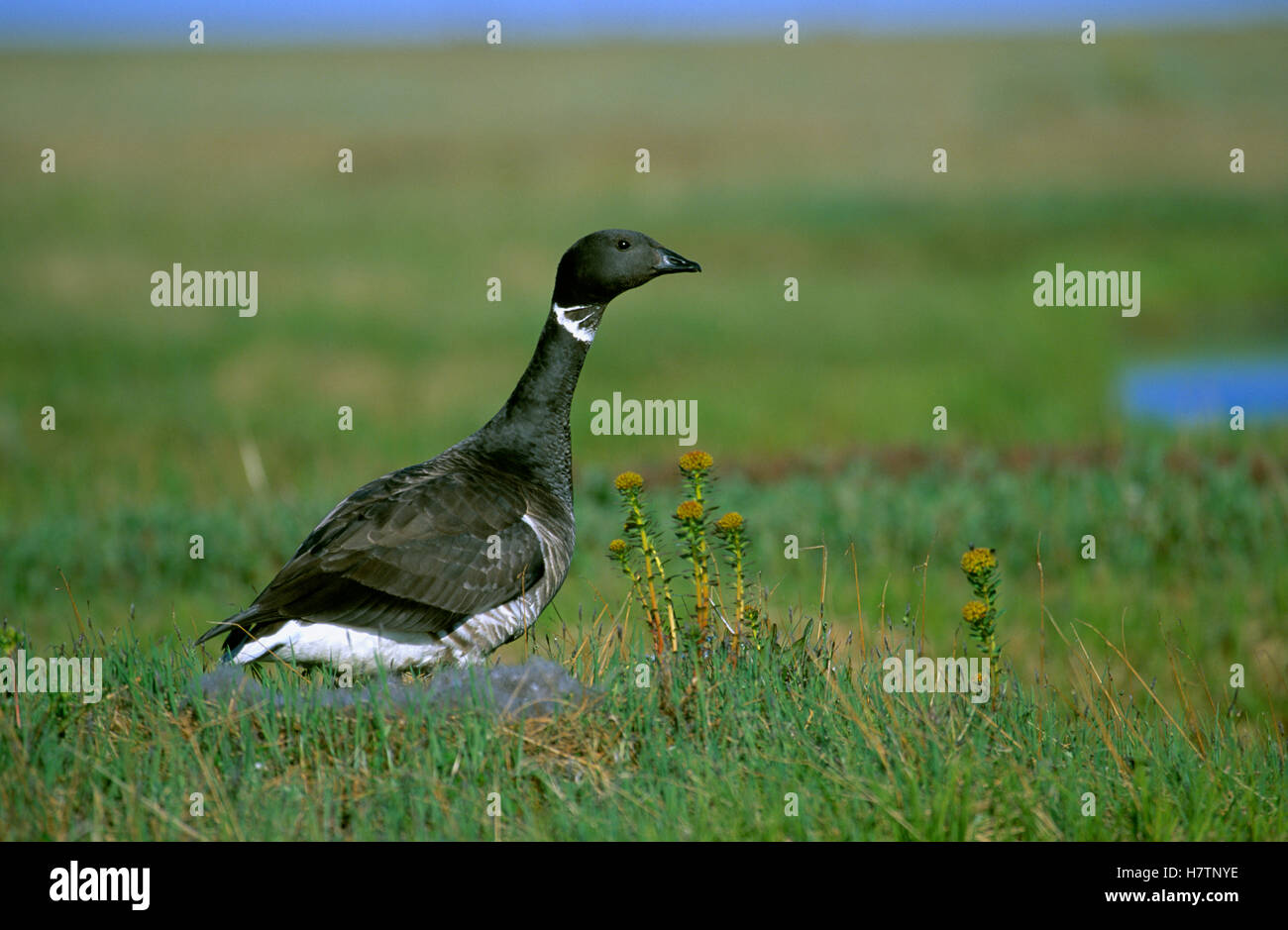 Black Brant (Branta nigricans) parent on downy ground nest, Europe ...