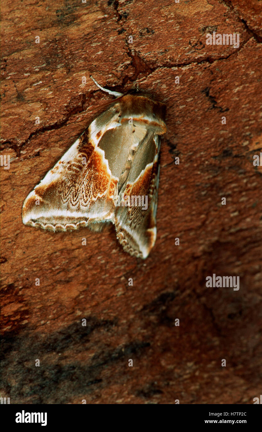 Buff Arches (Habrosyne pyritoides) moth on tree bark, Europe Stock ...