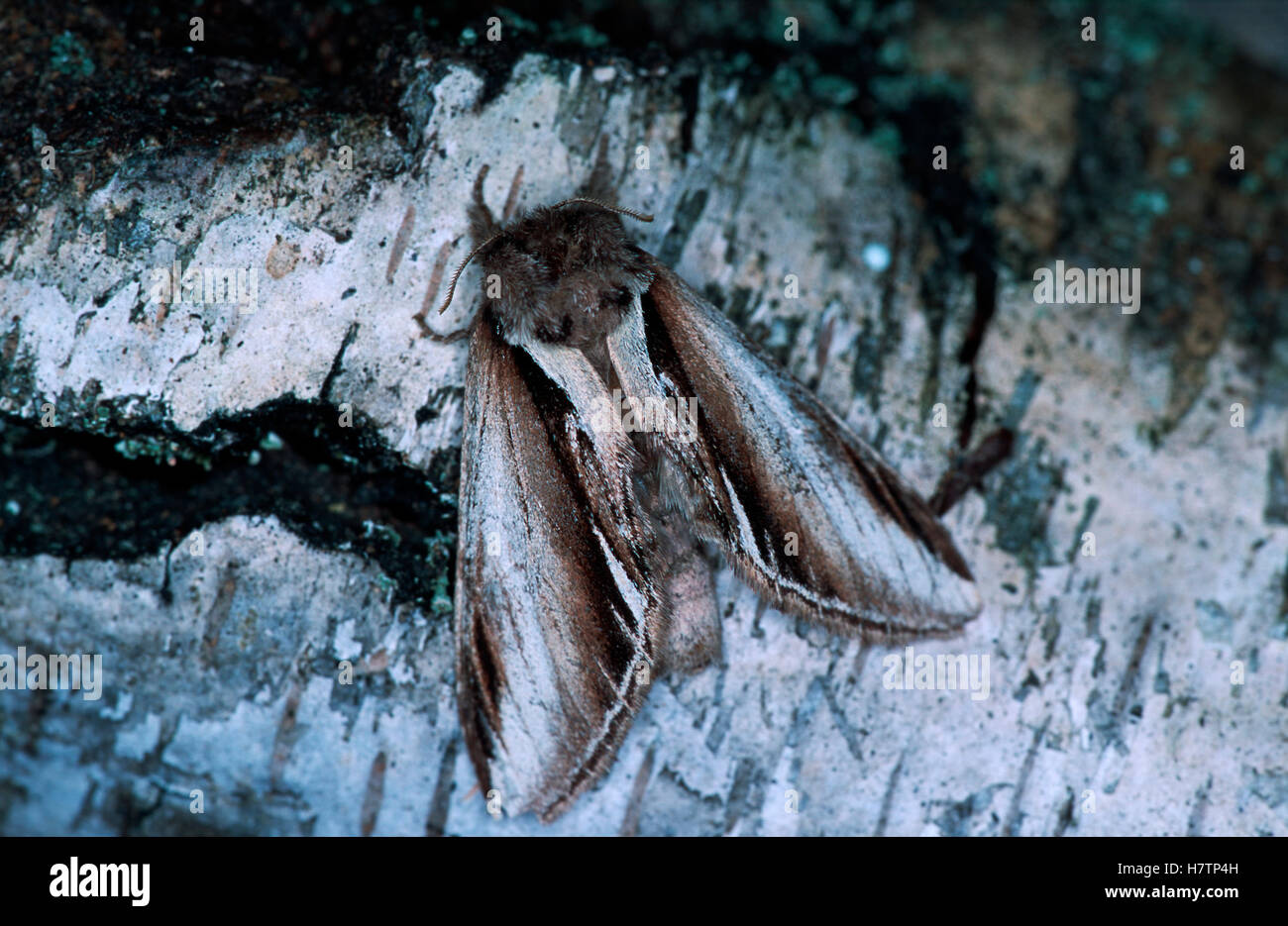 Lesser Swallow Prominent (Pheosia gnoma) moth camouflaged on tree bark ...