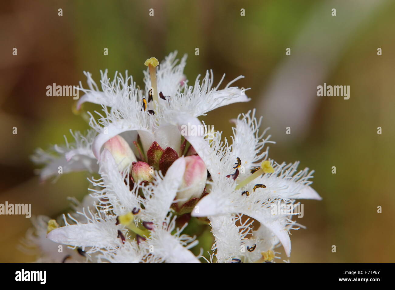 Macro of blossom of buckbean (Menyanthes trifoliata). Stock Photo