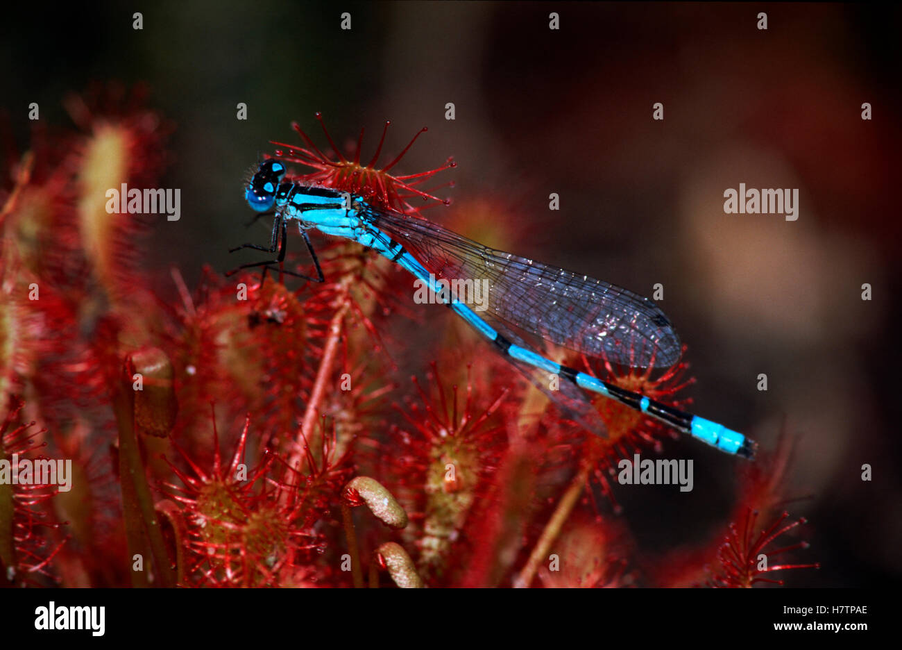 Common Blue Damselfly (Enallagma cyathigerum) trapped in Sundew ...