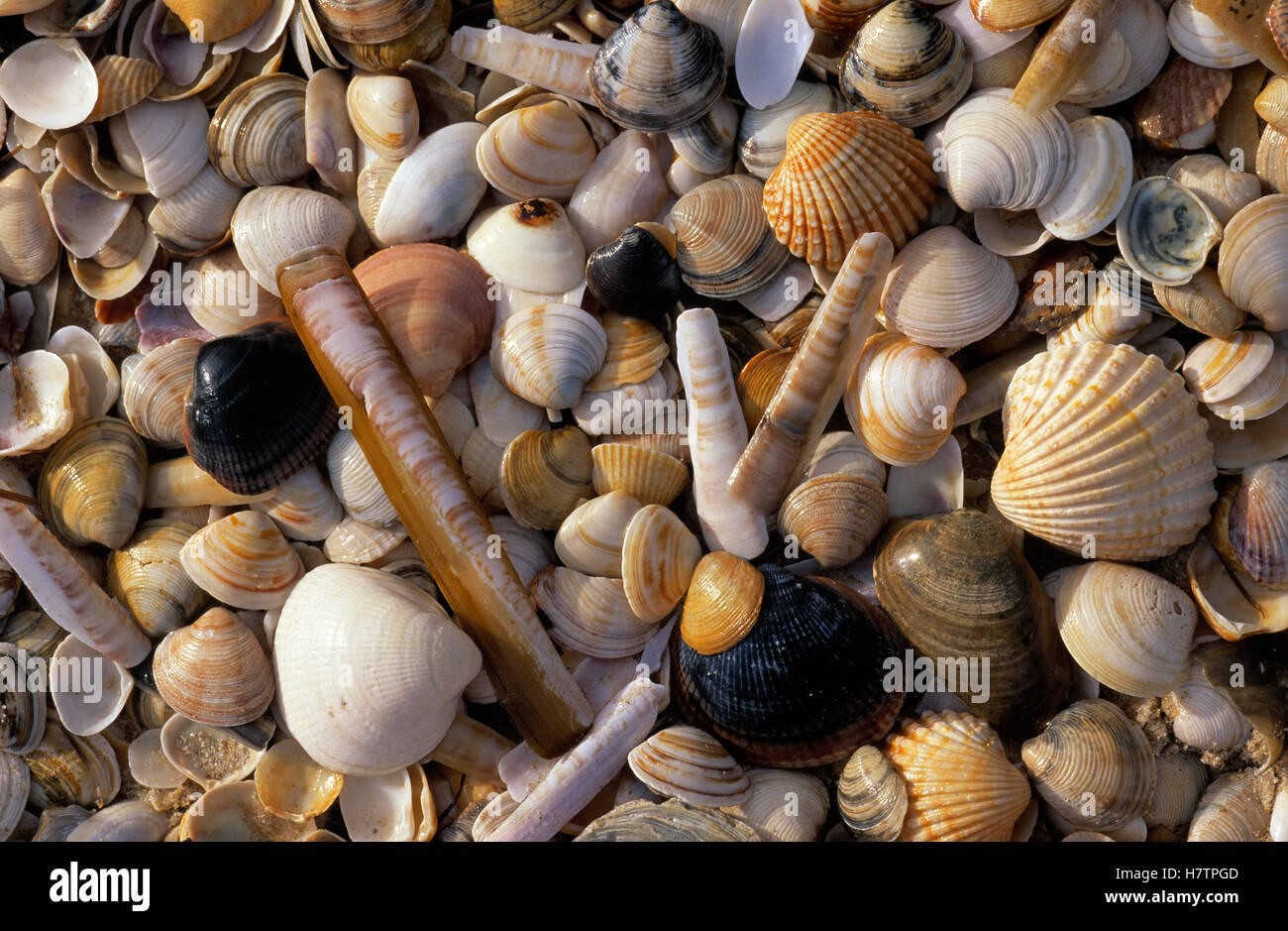 Selection of bivalve shells Stock Photo - Alamy