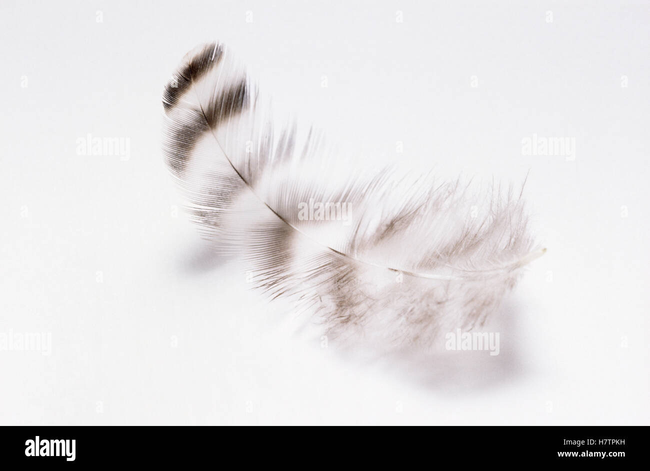 Close up of downy feather on white background Stock Photo Alamy