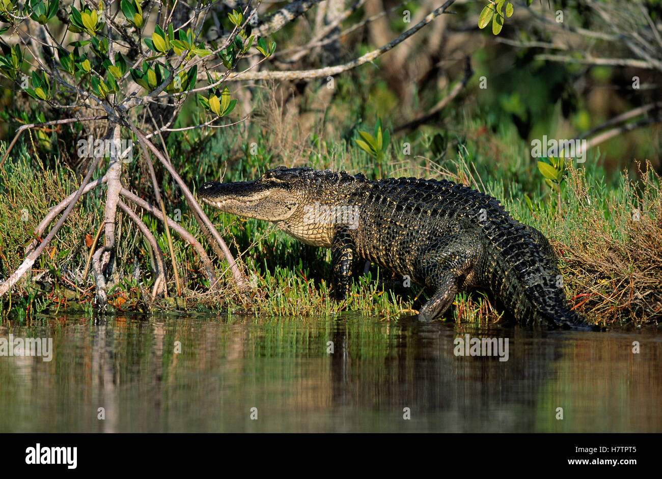 American Alligator (Alligator mississippiensis) adult crawling from the