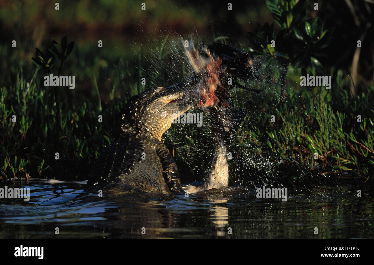 American Alligator (Alligator mississippiensis) killing its prey