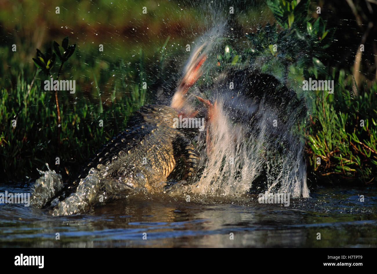 American Alligator (Alligator mississippiensis) killing its prey