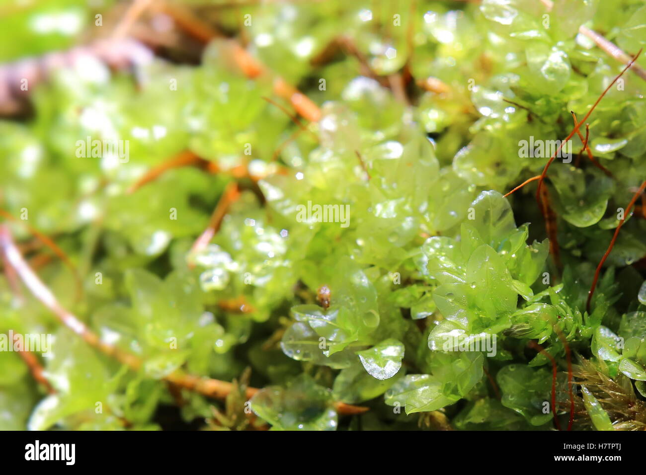 Transparent leaves of Rhizomnium punctatum, also called dotted thyme-moss. Stock Photo