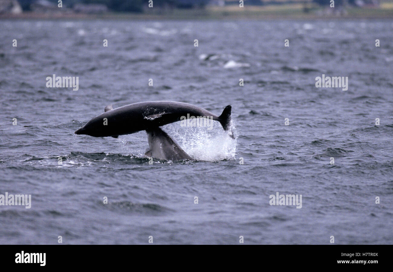 Bottlenose Dolphin (Tursiops truncatus) two playing, Europe Stock Photo