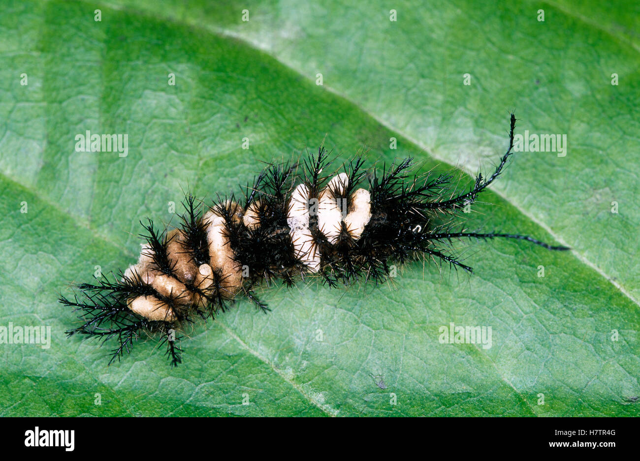 Saturniid Moth (Saturniidae) caterpillar on leaf, Europe Stock Photo ...