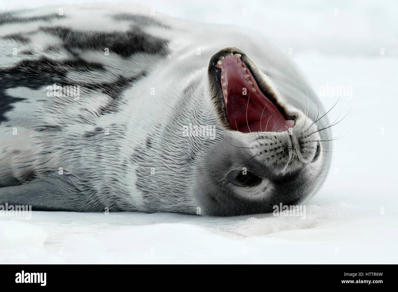 Weddell Seal Leptonychotes Weddellii Yawning Atka Bay Antarctica weddell-seal-leptonychotes-weddellii-yawning-atka-bay-antarctica